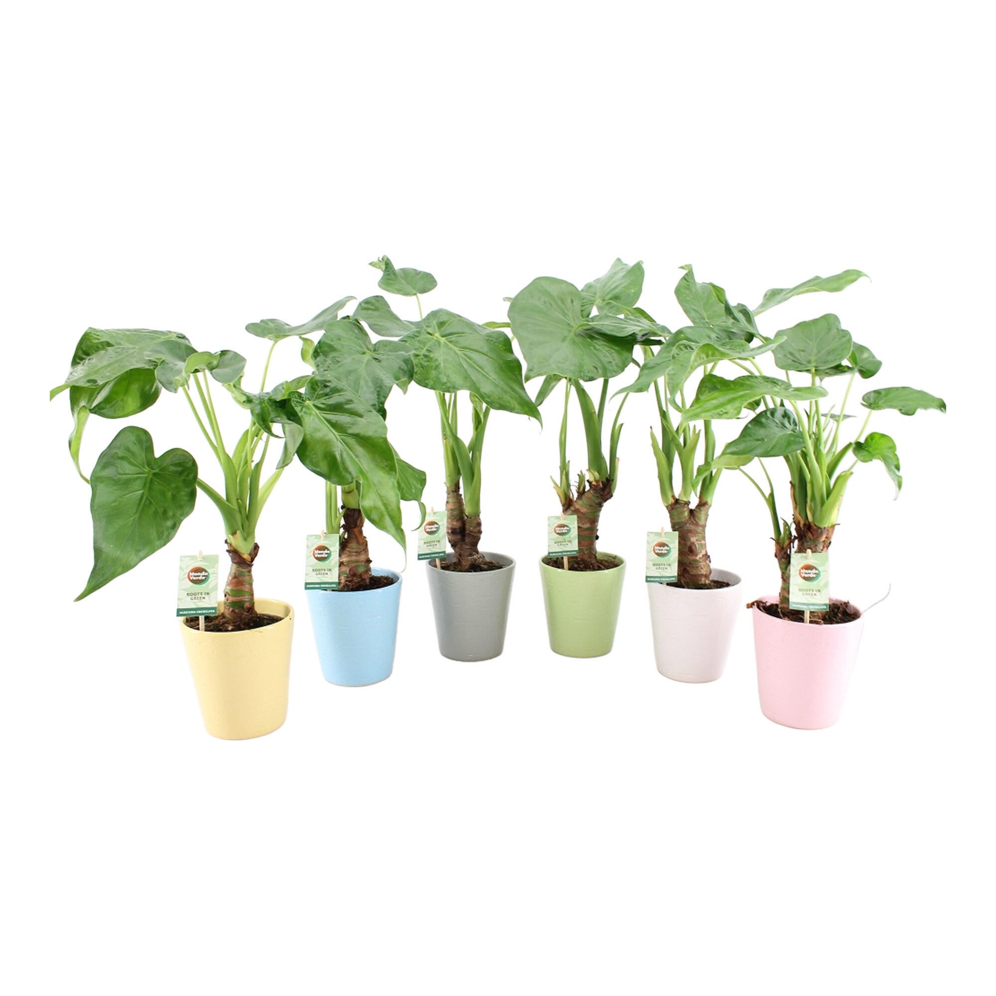 Alocasia H50 In ghiveci cm