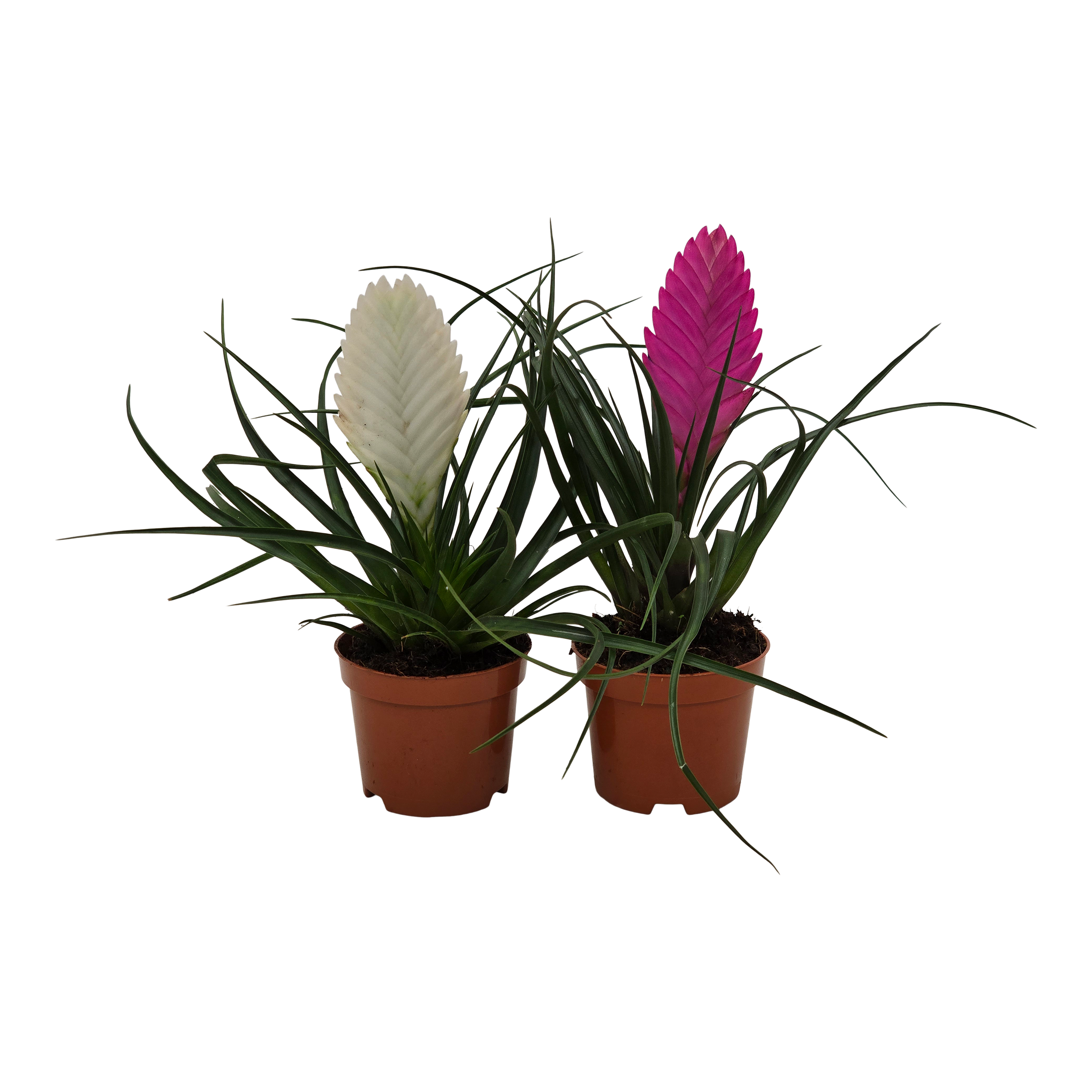 Oplątwa Tillandsia 25 cm