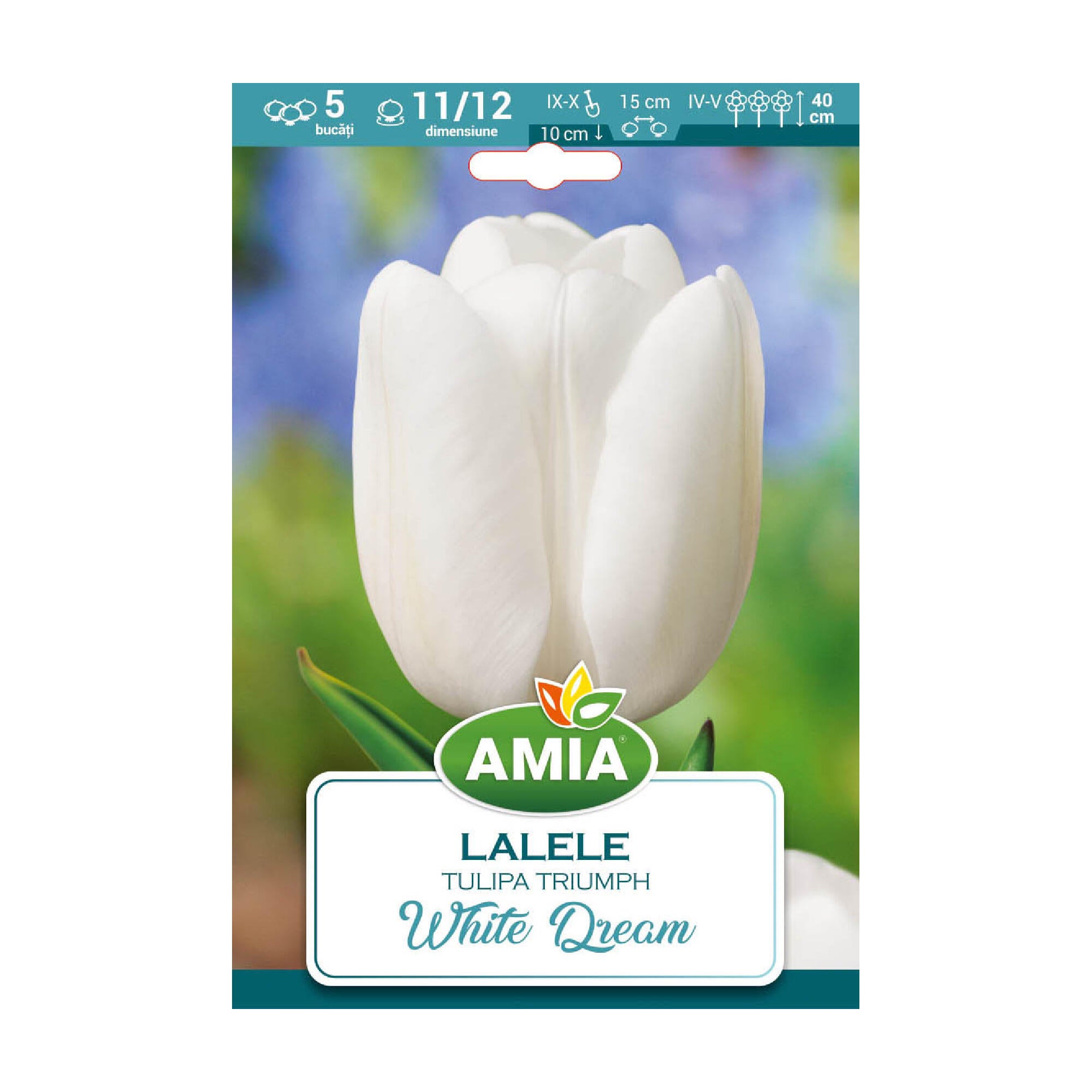 Bulbi lalea White Dream, Amia, alb (5 buc)