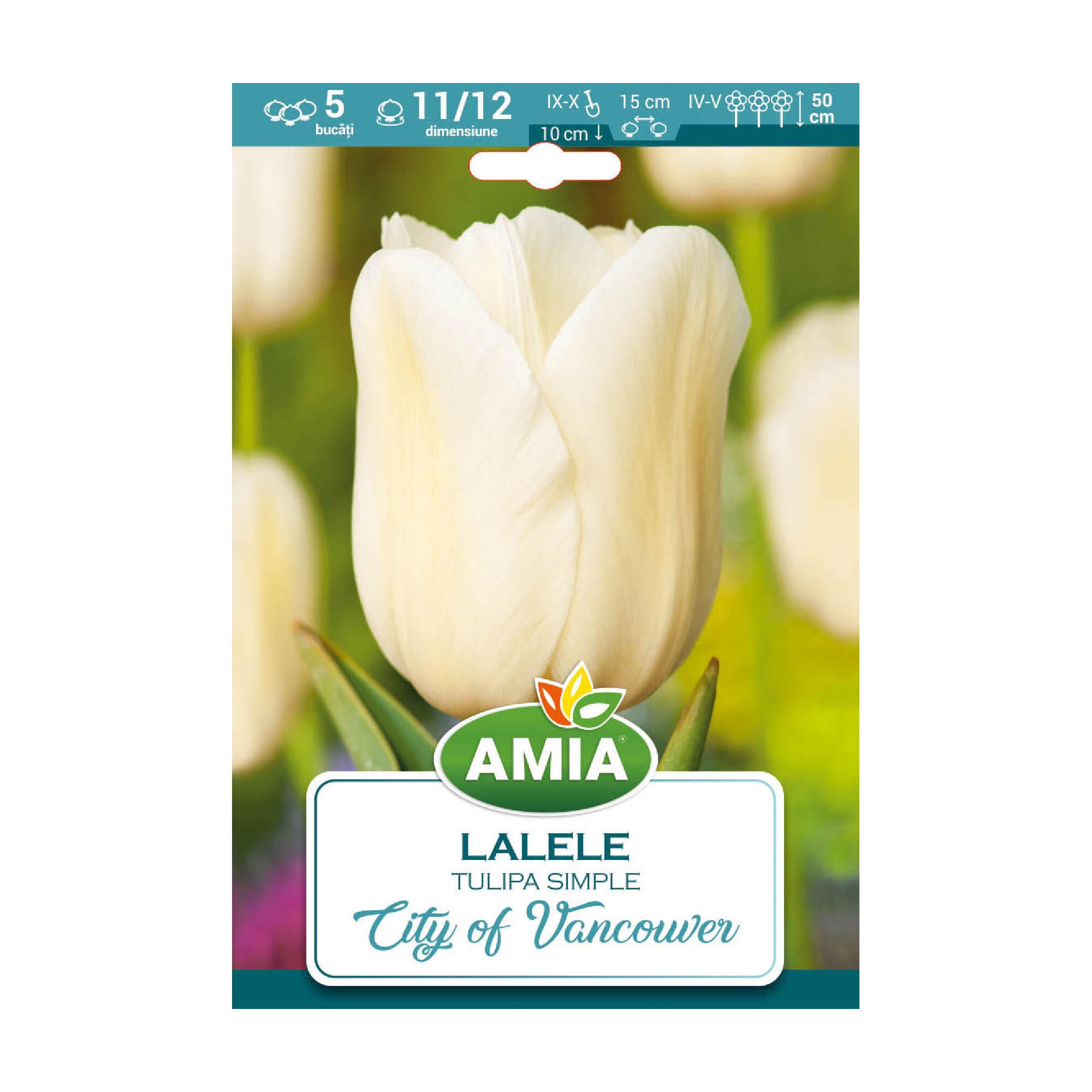 Bulbi lalea City of Vancouver, Amia, alb (5 buc)