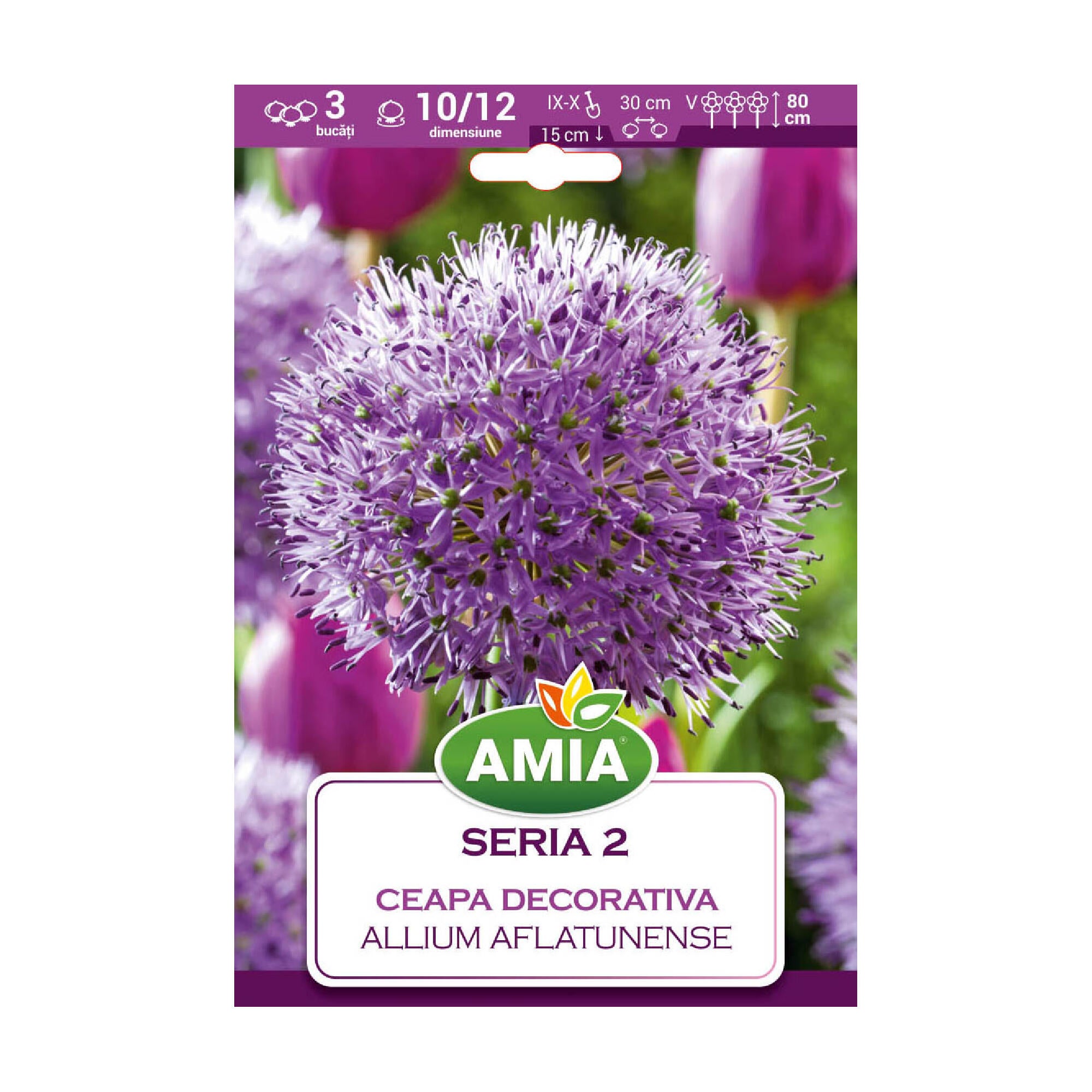 Bulbi ceapa decorativa Aflatunense, Amia, mov (3 buc)