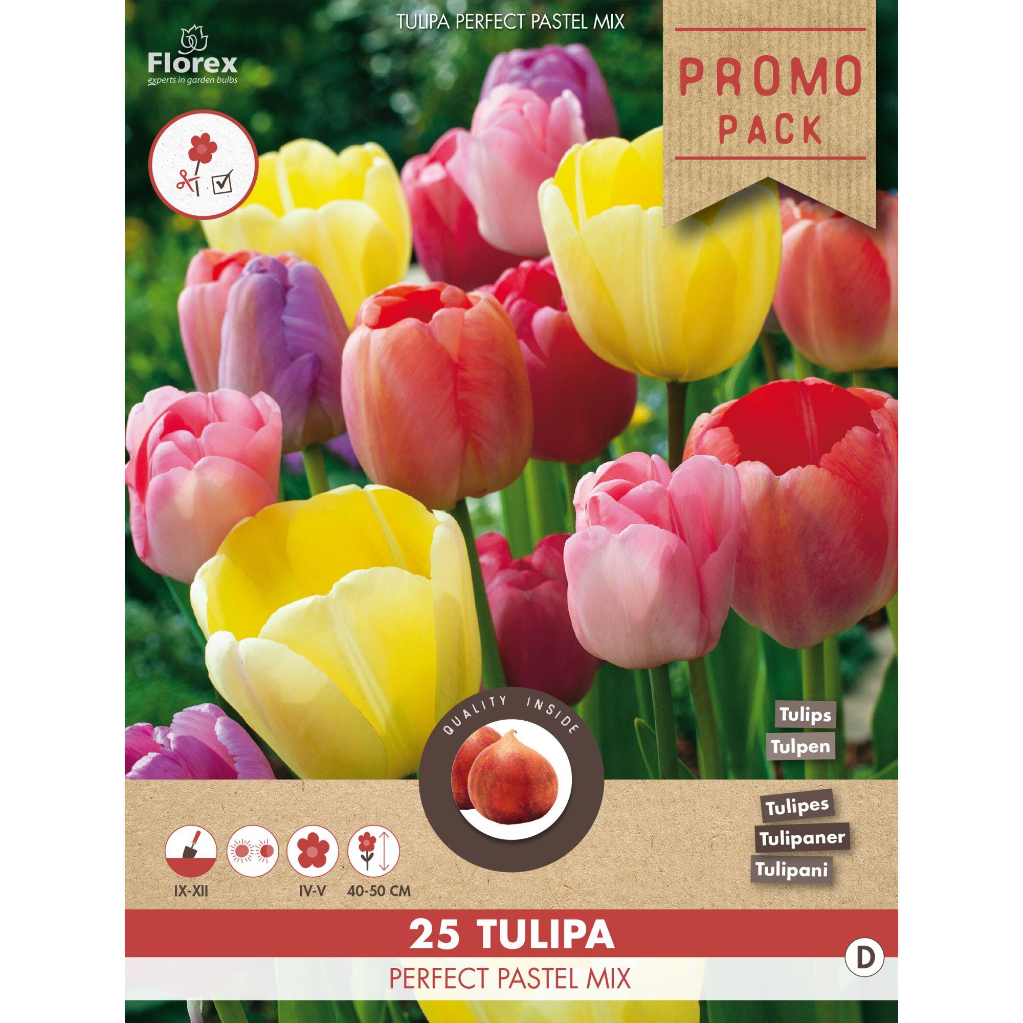 Bulbi lalea Perfect Pastel Mix, Florex, mix culori (25 buc)