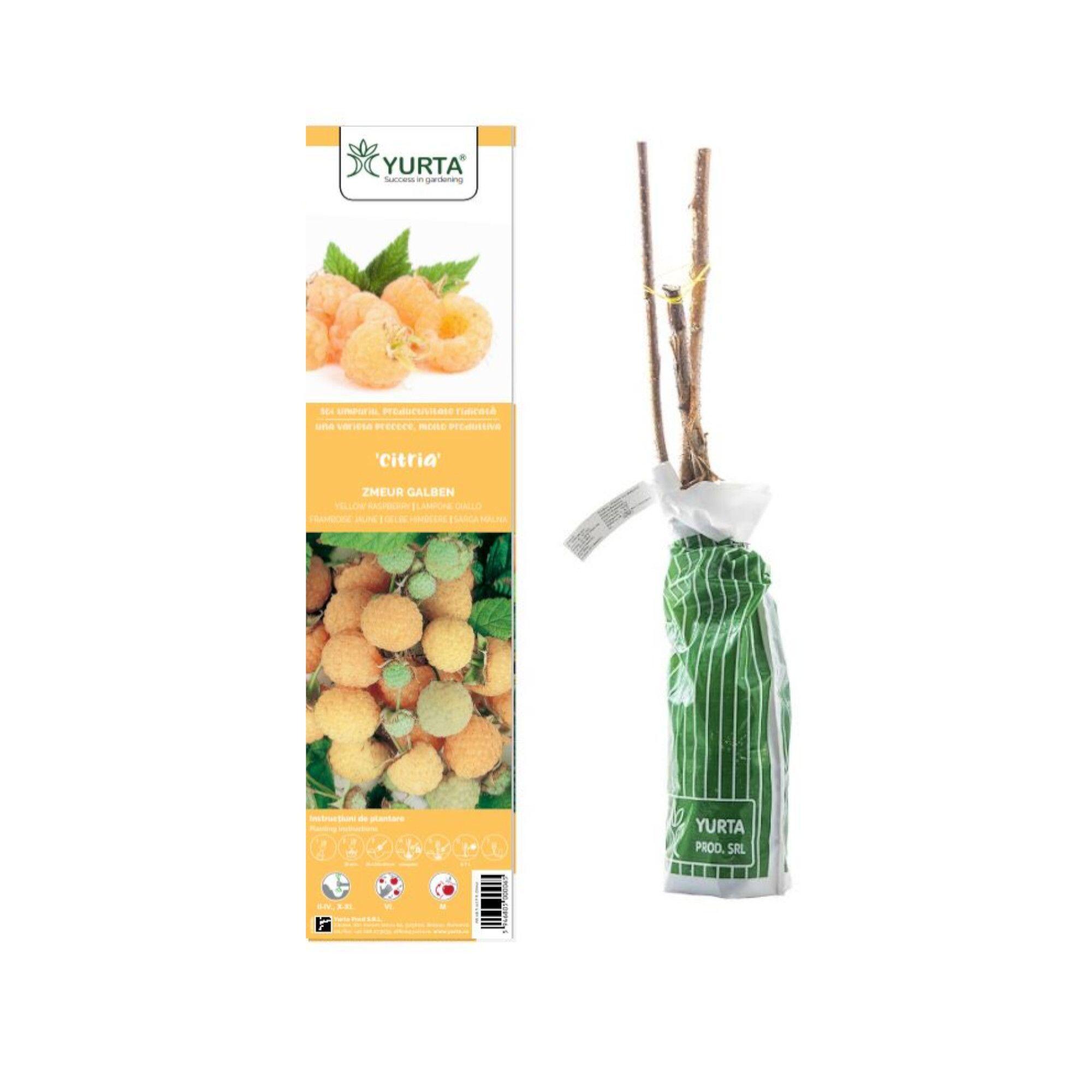 Arbust fructifer zmeur Citria, H <40 cm, alb
