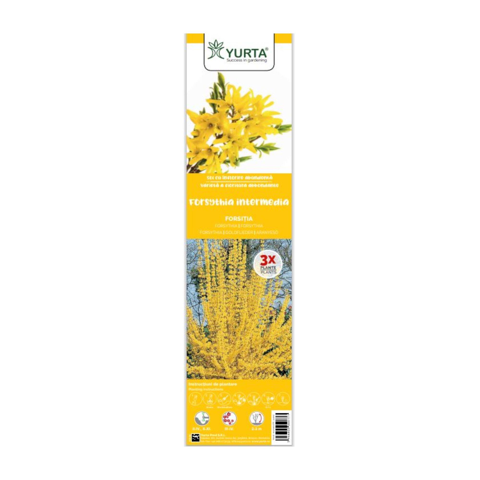 Arbust ornamental pachetForsythia