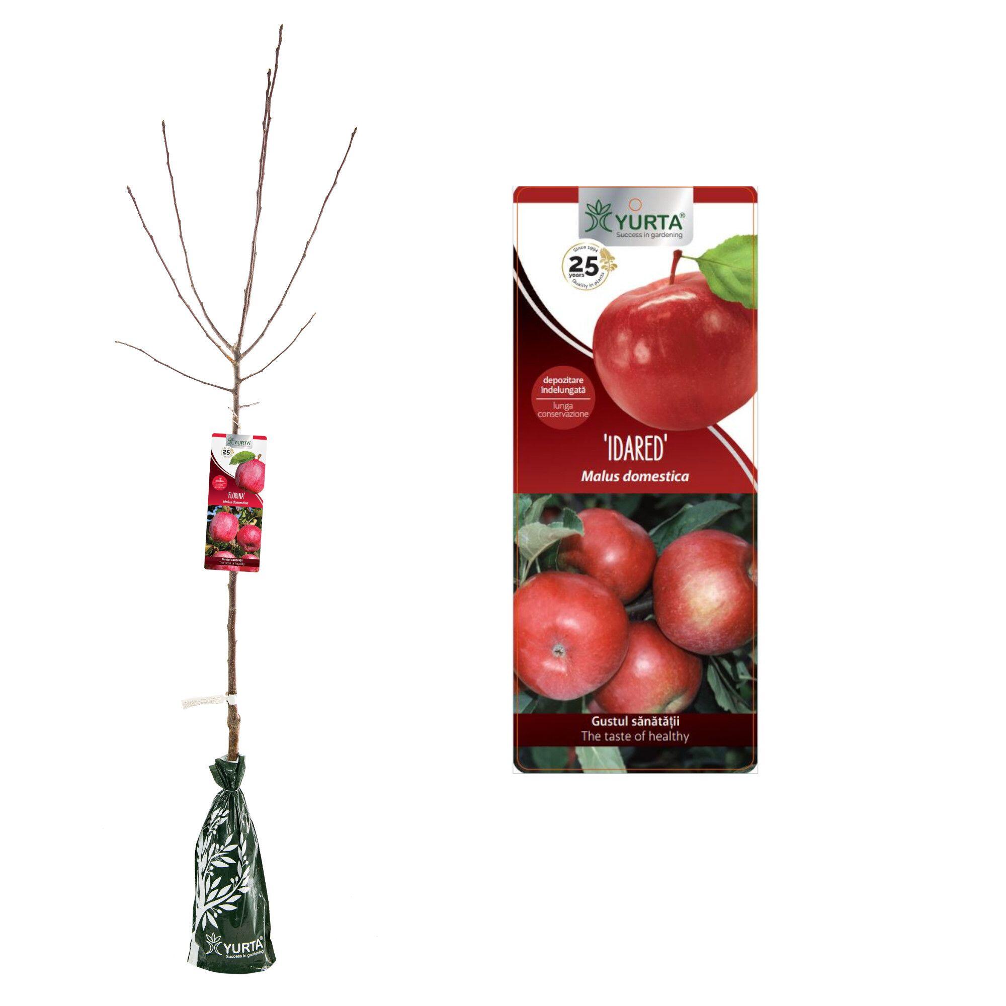 Pom fructifer mar Idared, H 81-120 cm, rosu