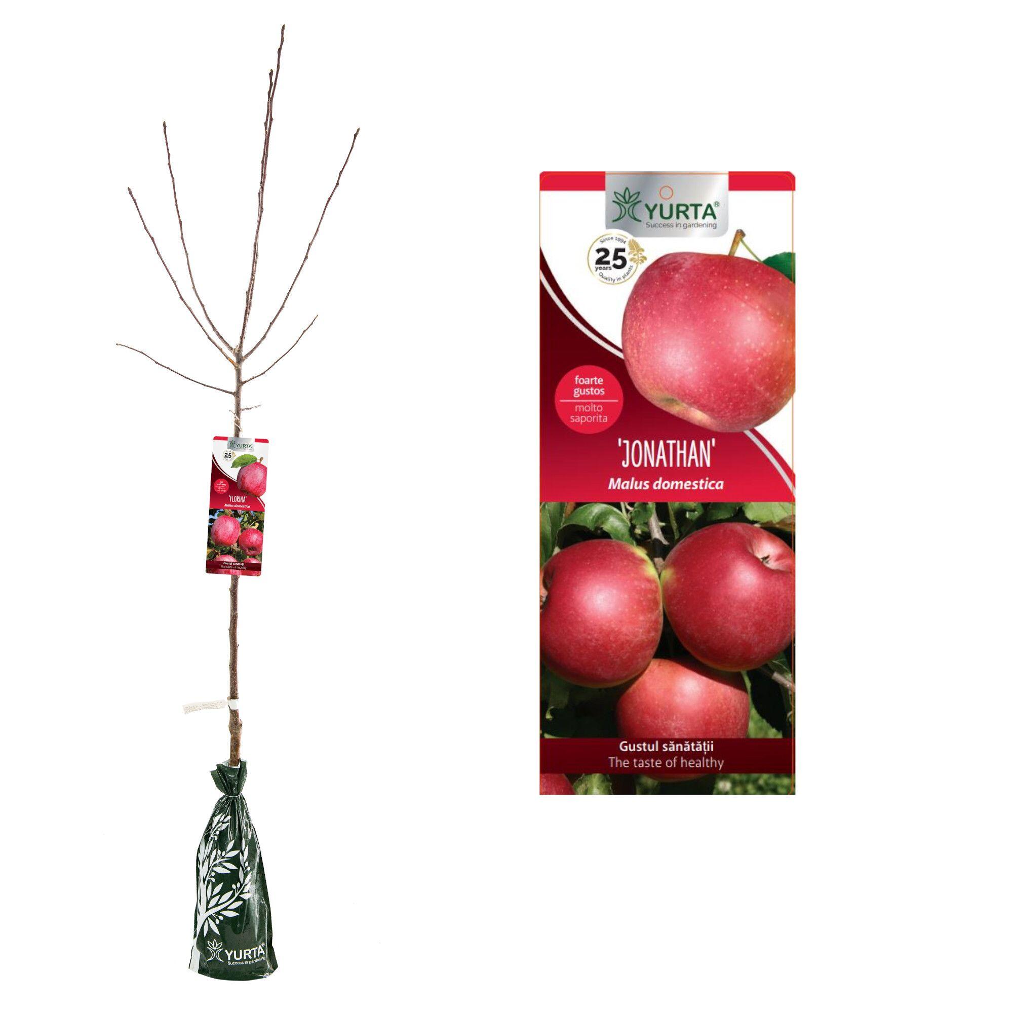 Pom fructifer mar Ionathan, H 81-120 cm, rosu