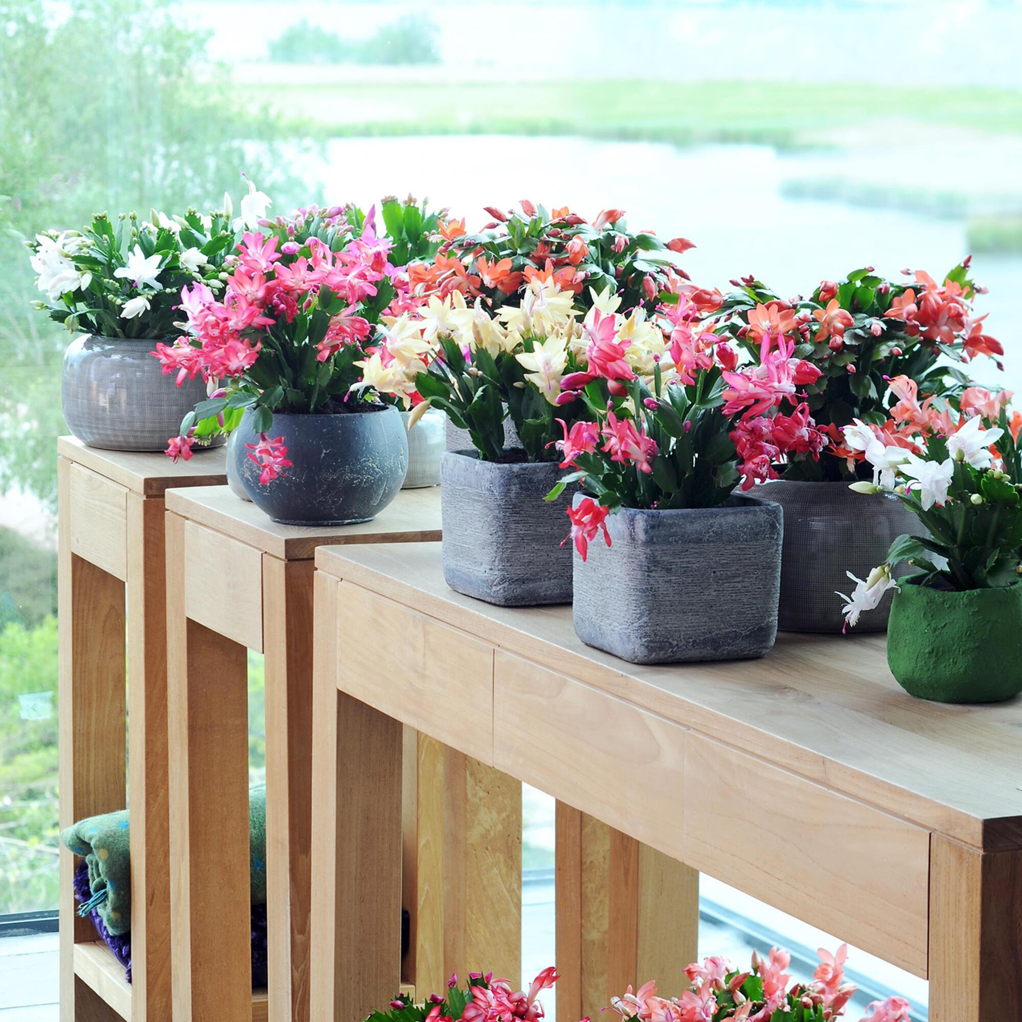 Planta decorativa Schlumbergera, inaltime 20 cm, ghiveci Ø 10.5 cm, diverse culori