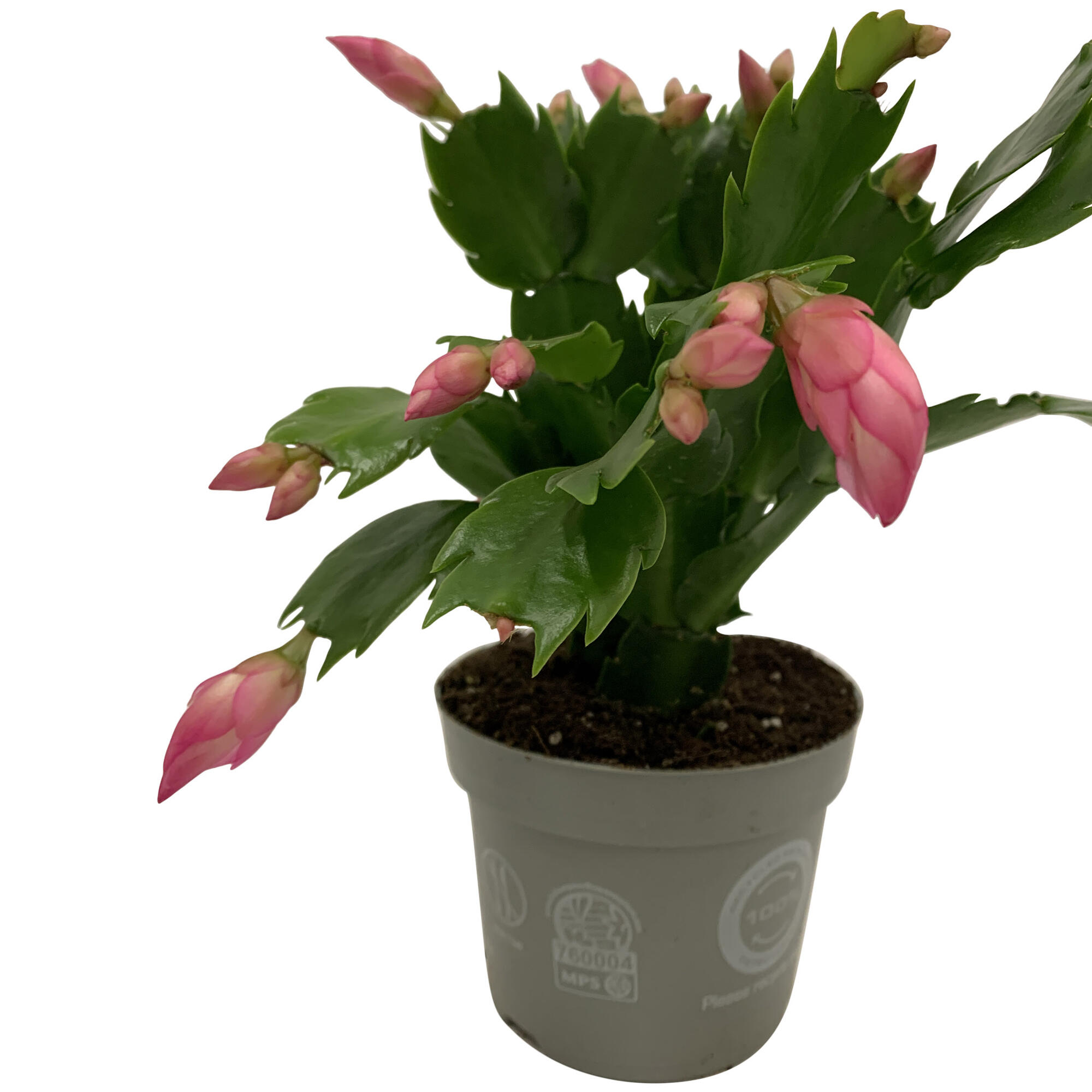 Planta decorativa Schlumbergera, inaltime 20 cm, ghiveci Ø 10.5 cm, flori mov