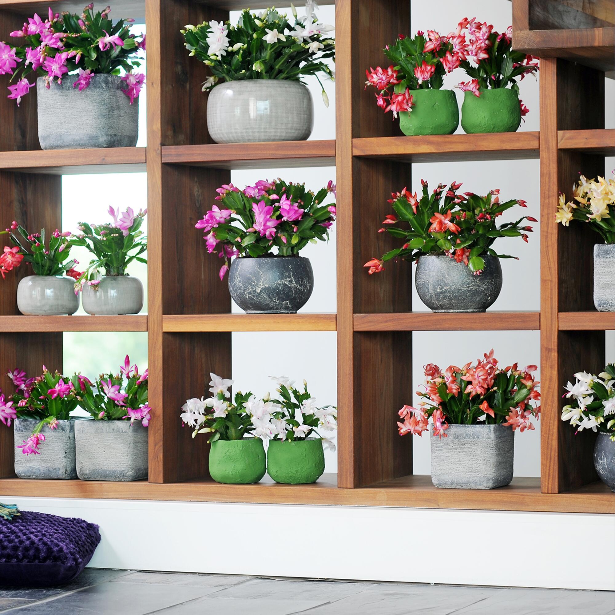 Planta decorativa Schlumbergera, inaltime 32 cm, ghiveci Ø 17 cm, diverse culori