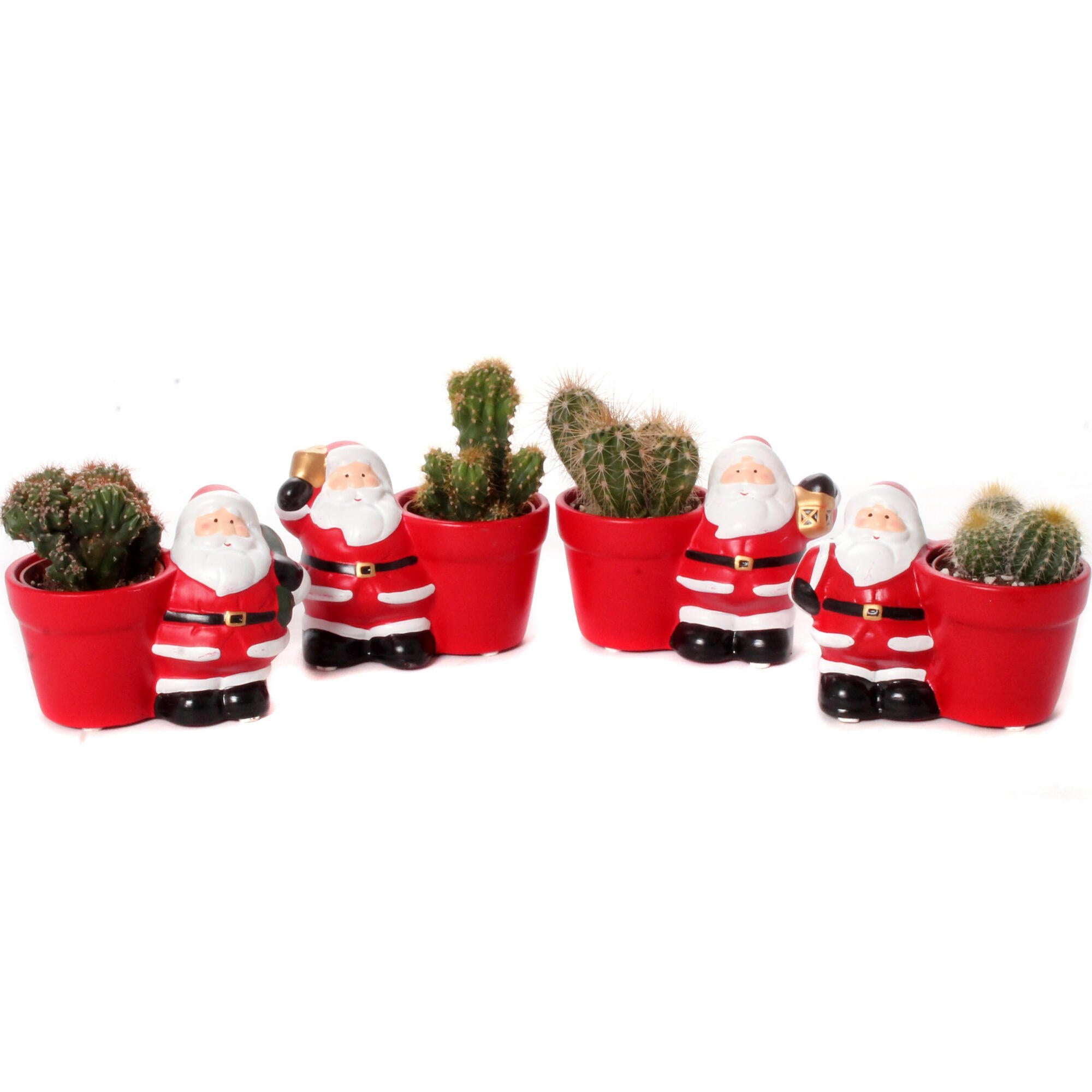 Planta decorativa Cactus, in suport tematic de Craciun, ceramic, inaltime 10-12 cm, suport Ø 5.5 cm, diverse modele