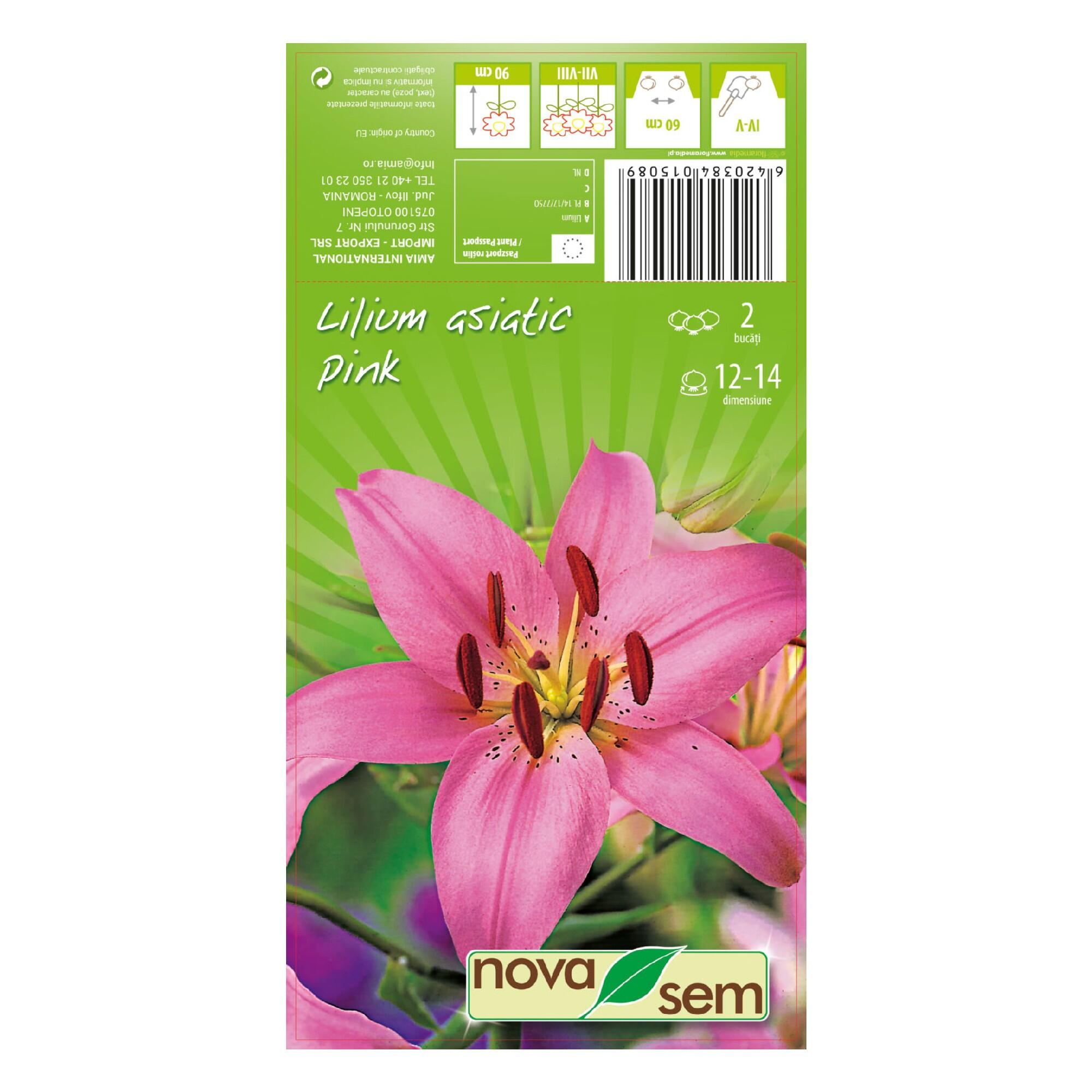 Crin Roz Bulbi crin Asiatic, roz (2 buc) | Leroy Merlin