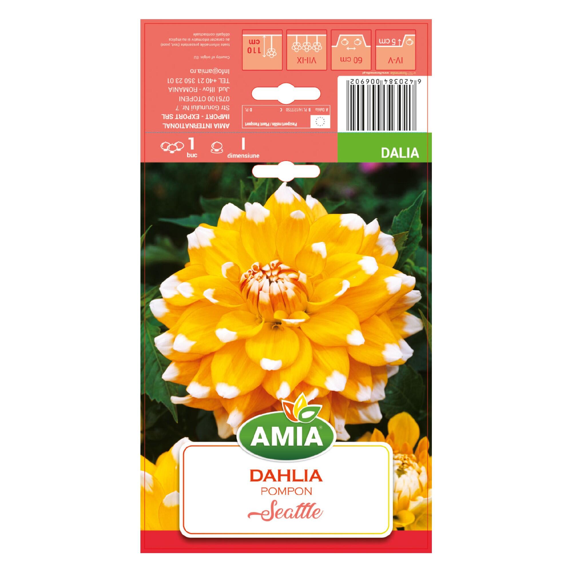 Bulb dalie Pompon Seattle, galben