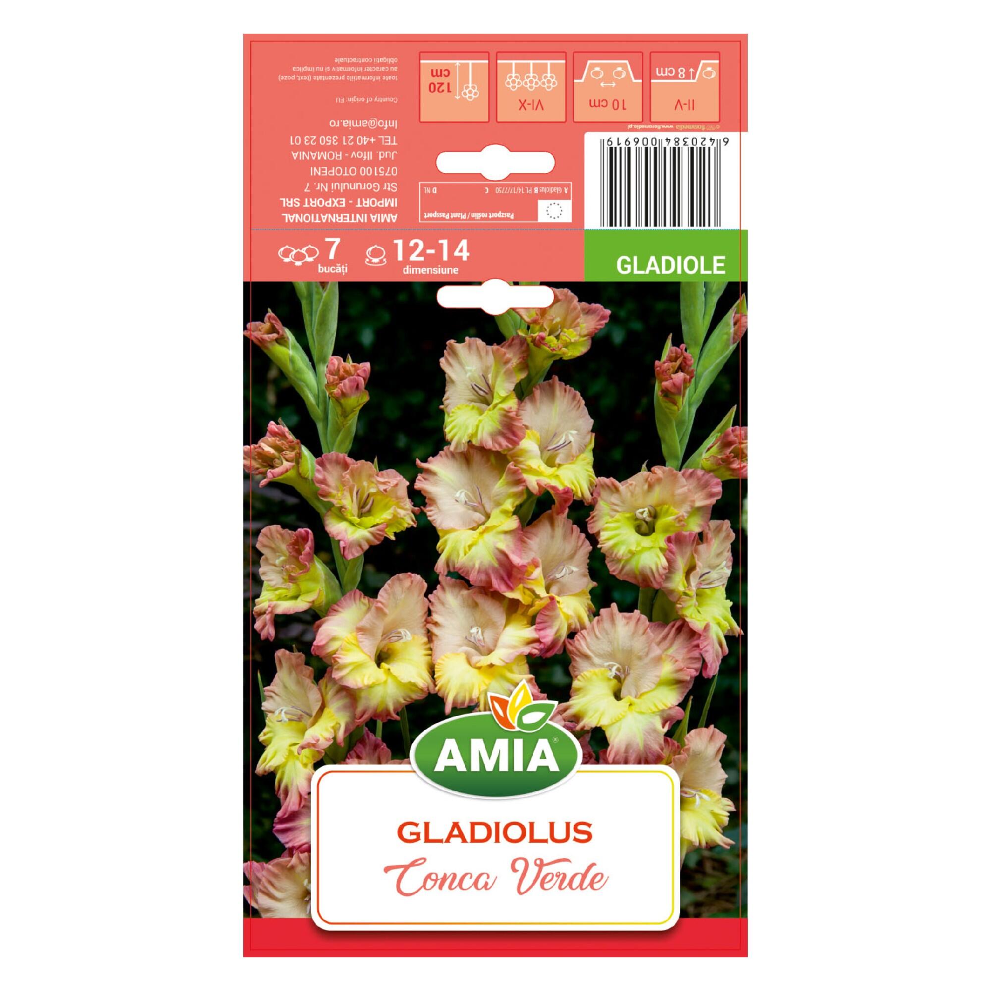 Bulbi gladiole Conca Verde, galben/verde (7 buc)