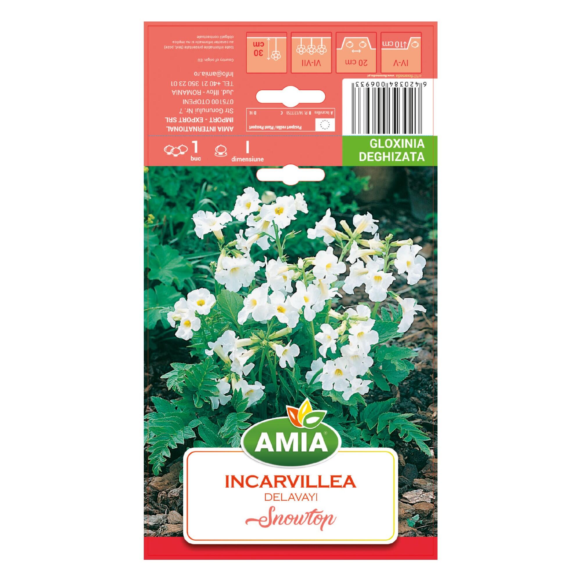 Bulb gloxinia Incarvillea Snowtop, alba