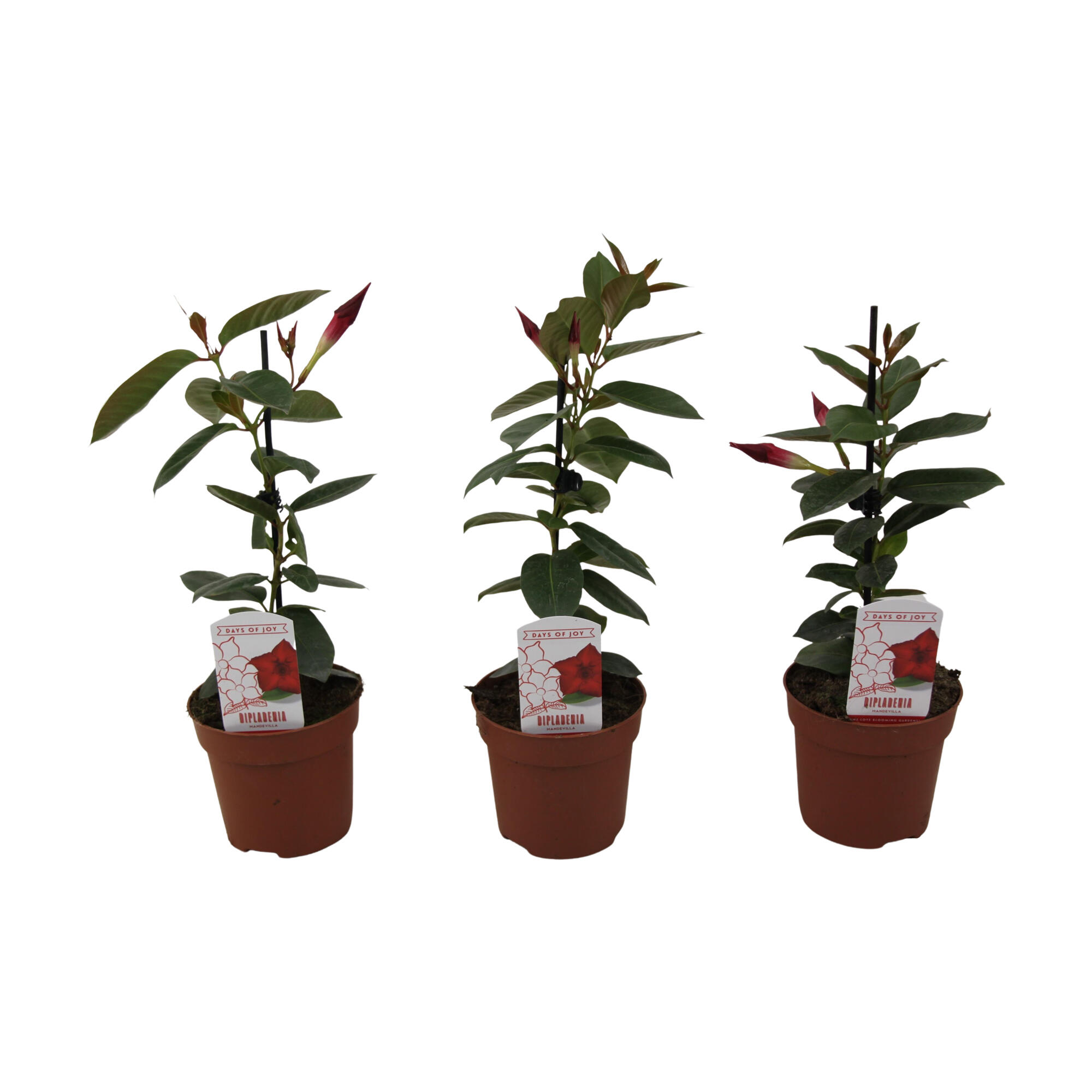 Planta cu flori Dipladenia Rio, H 16 - 30 cm, Ø ghiveci 10.5 cm, rosie