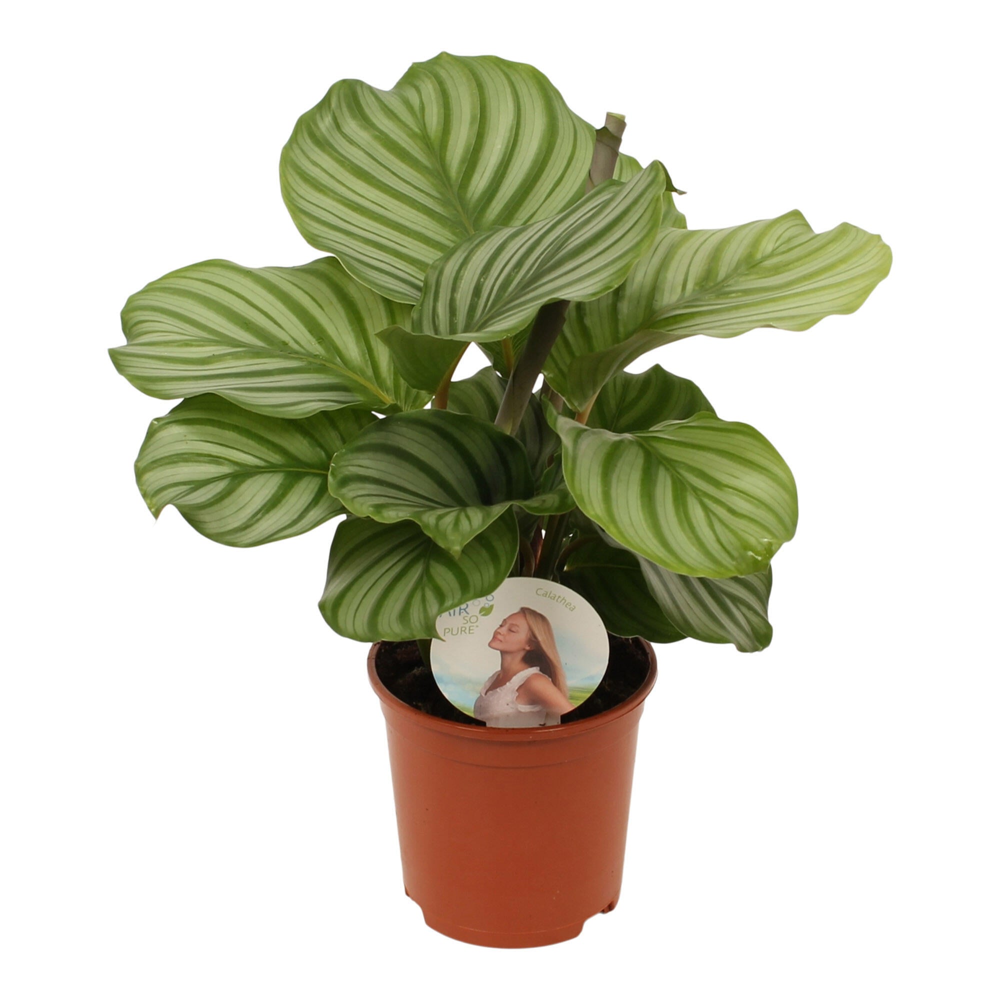 Planta verde Calathea Orbifolia ASP, H 46 - 60 cm, Ø ghiveci 14 cm