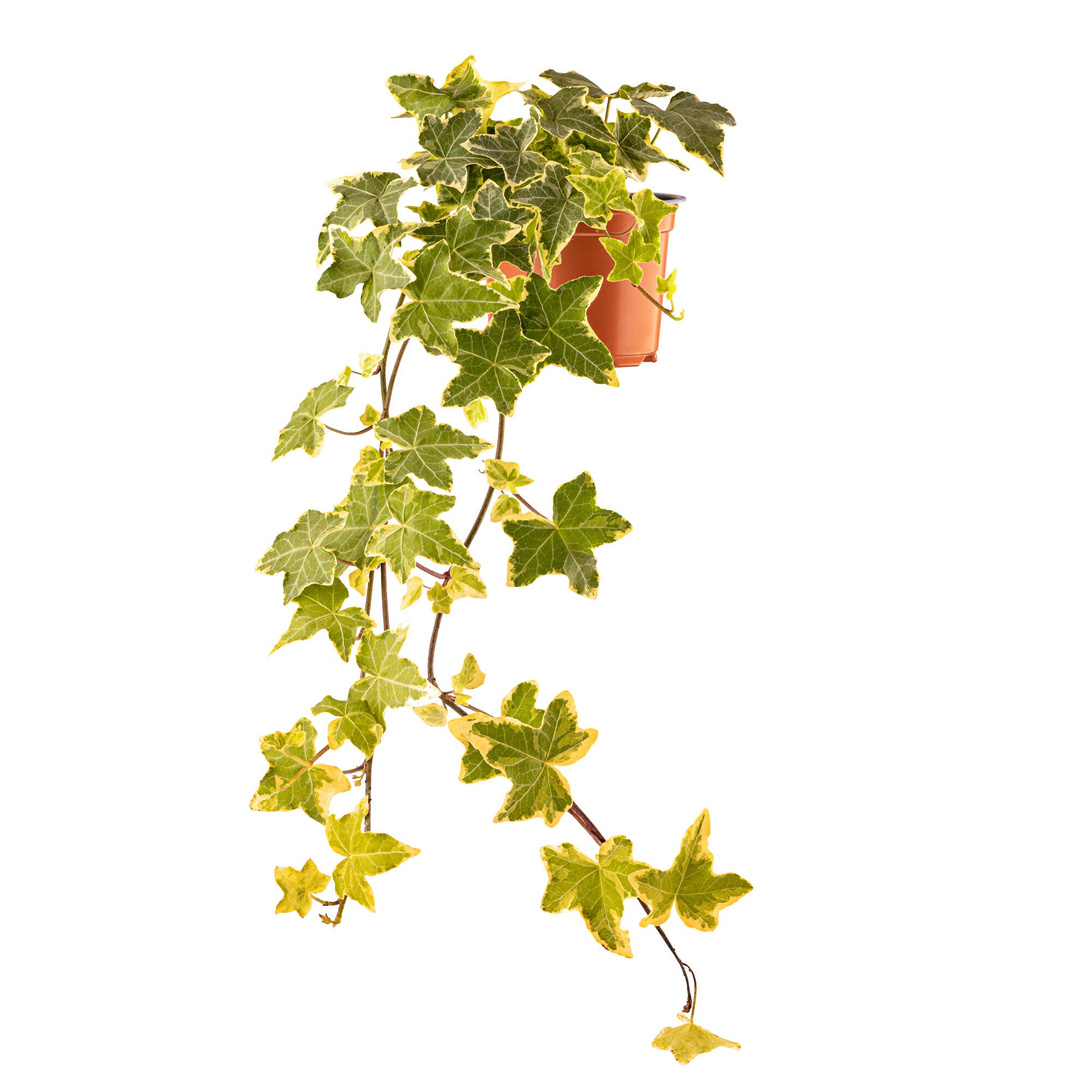 Planta exterior curgatoare, Hedera, Ø ghiveci 10.5 cm