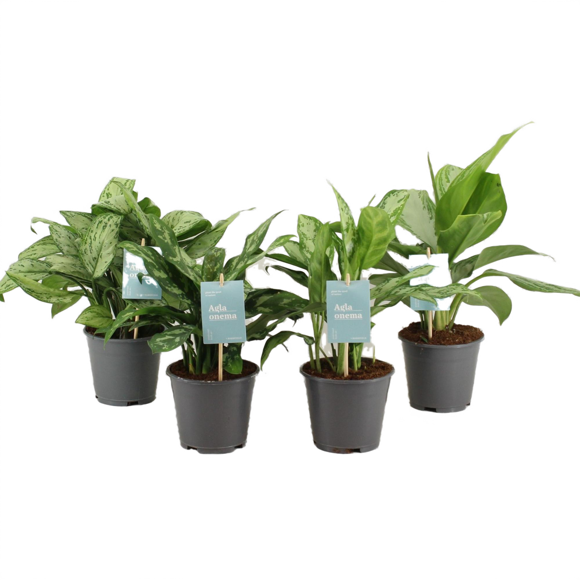 Planta verde Aglaonema, H 31 - 45 cm, Ø ghiveci 14 cm, diverse specii