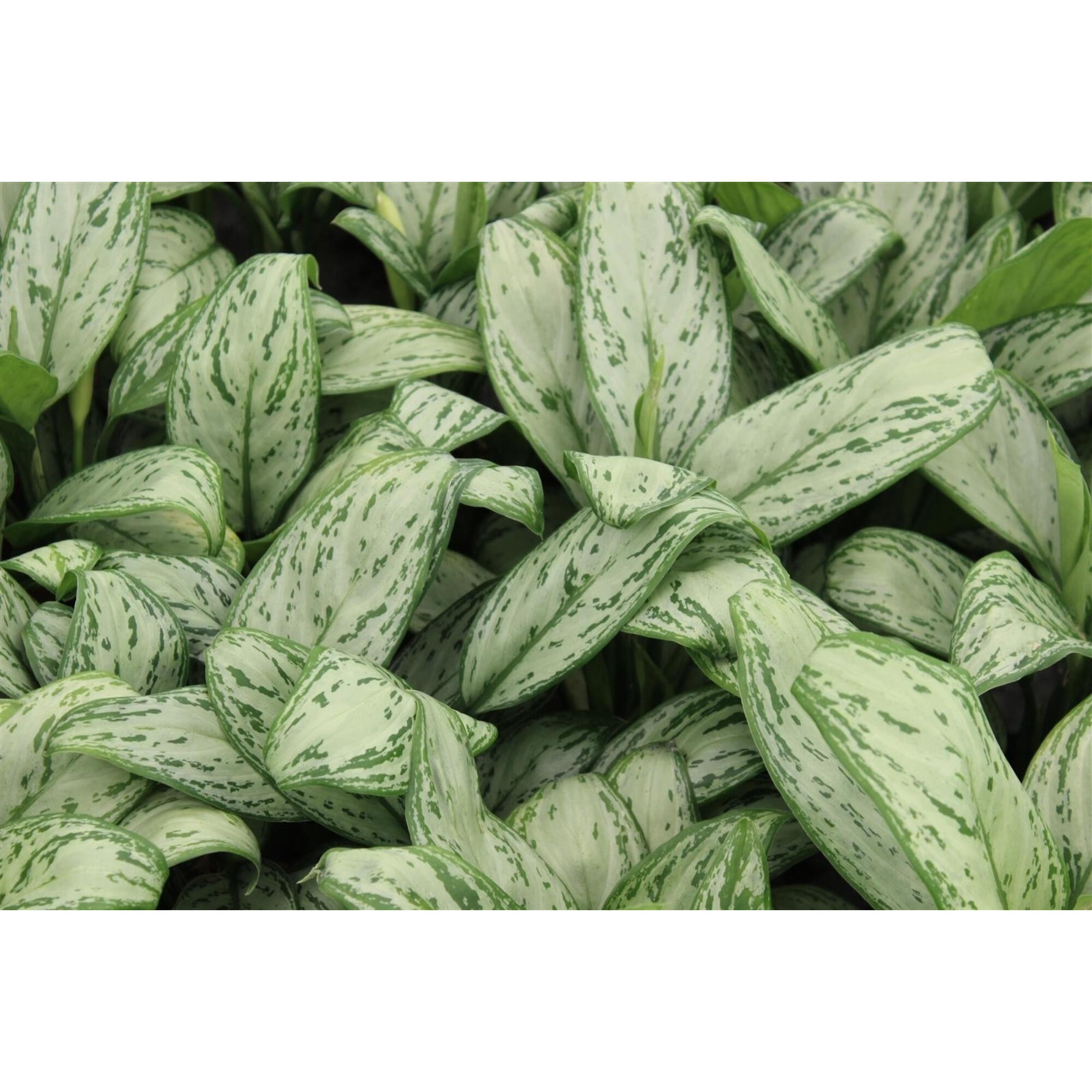 Planta verde Aglaonema, H 31 - 45 cm,  ghiveci 14 cm, diverse specii |  Leroy Merlin