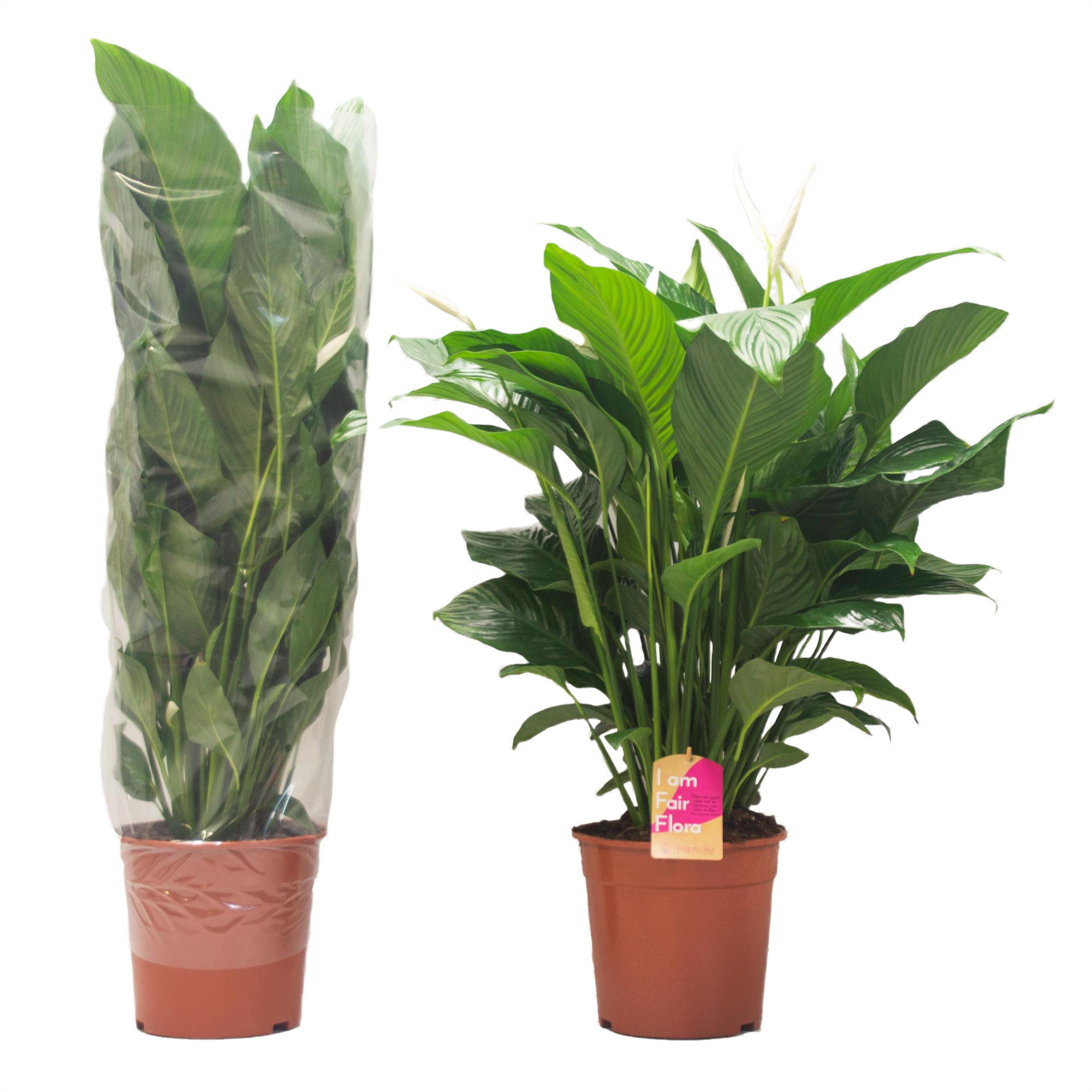 Spathiphyllum Sweet Lauretta, D24 cm