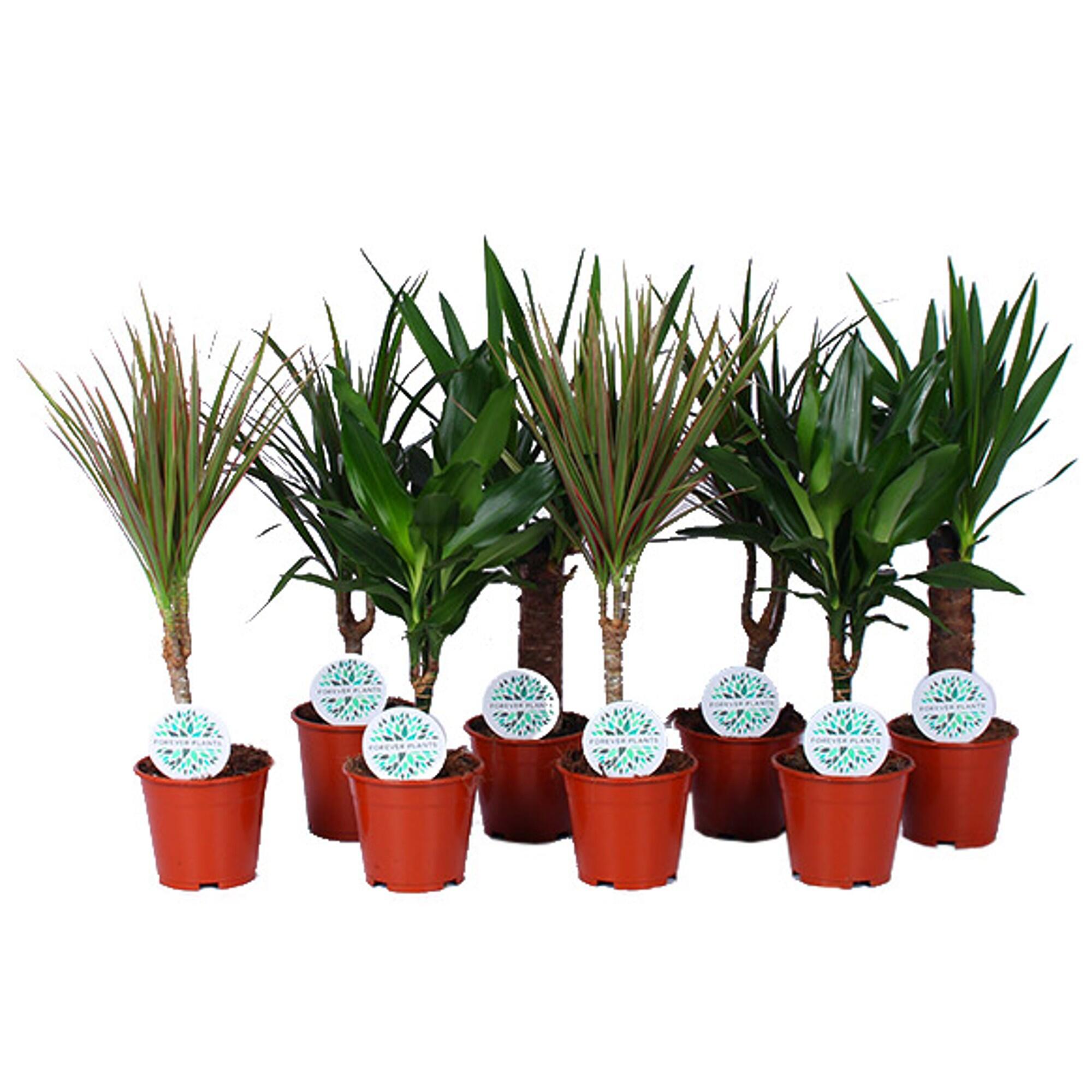 Green Houseplant mix, D14 cm