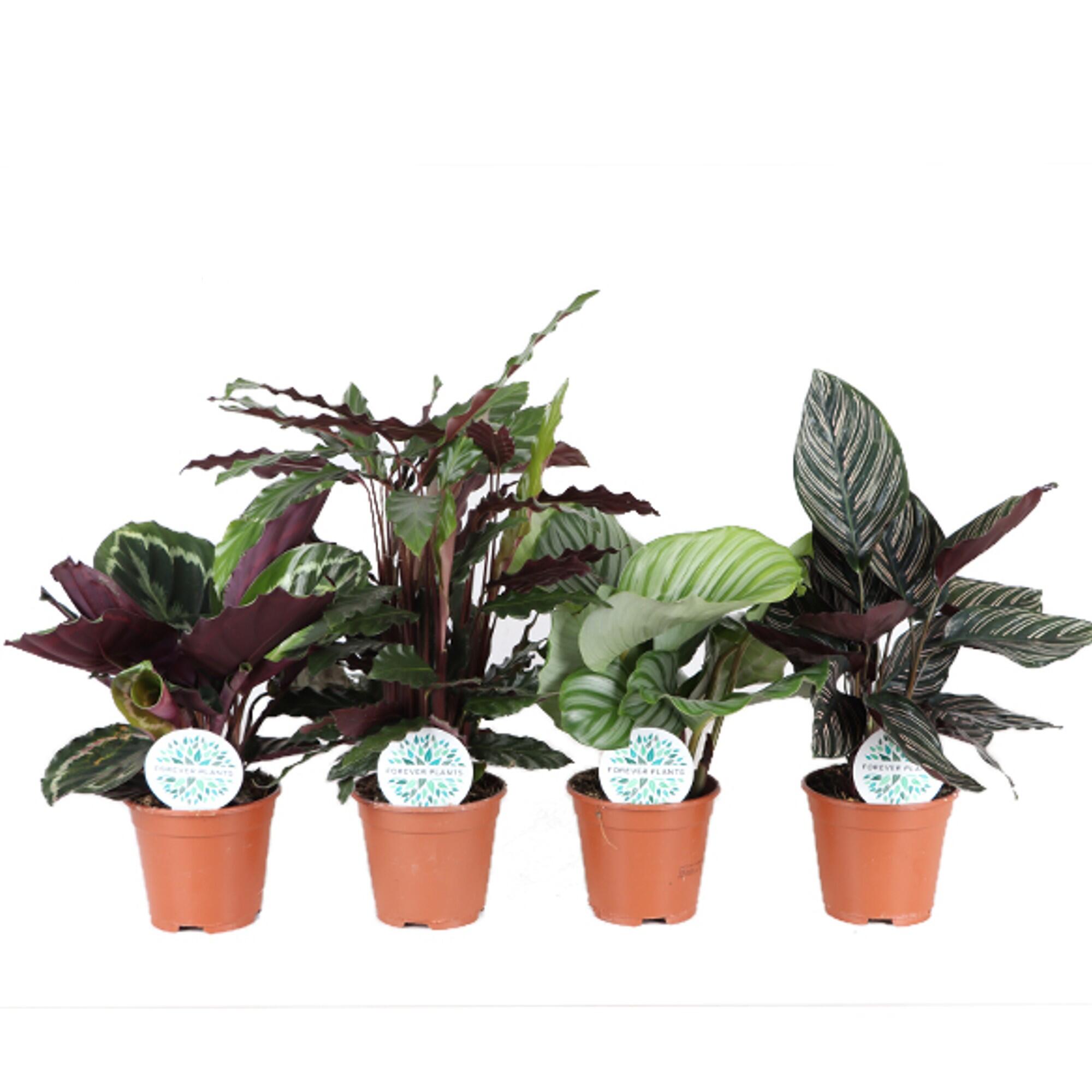 Planta verde, Calathea, inaltime 16 - 30 cm, Ø ghiveci 14 cm, diverse specii
