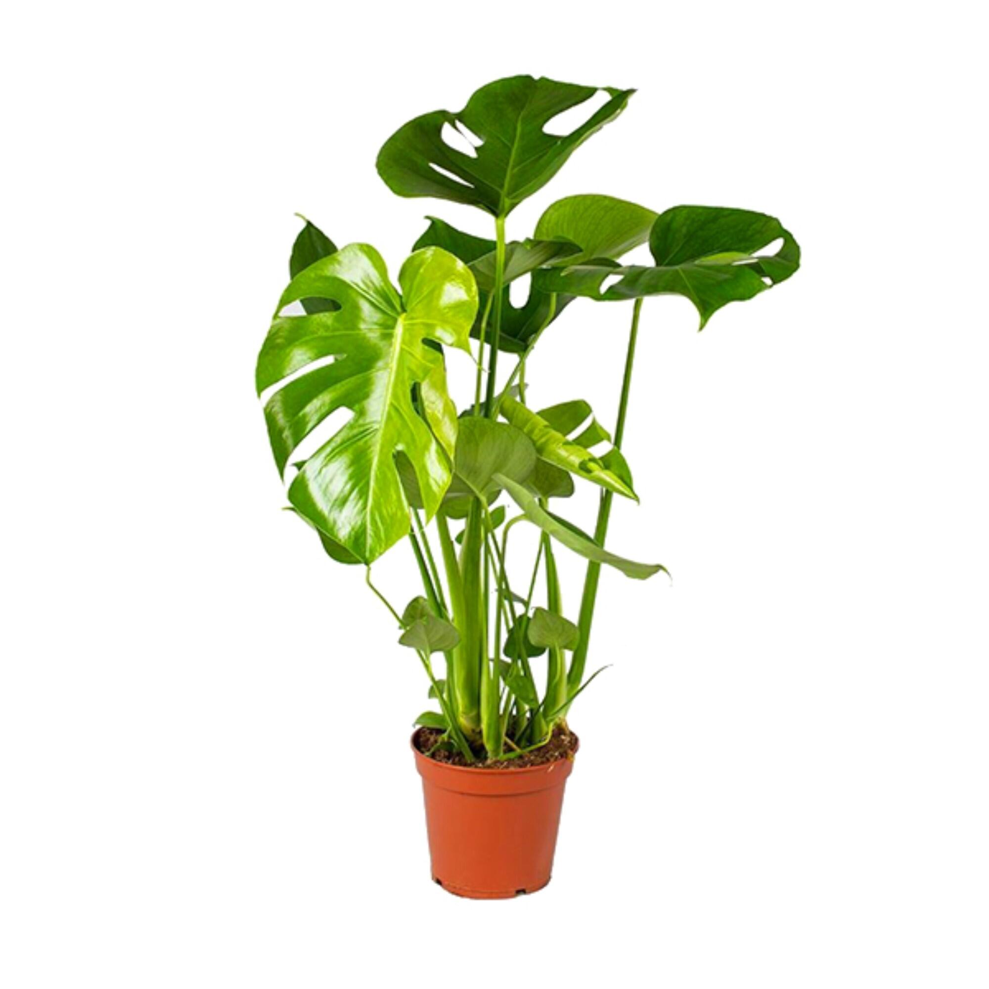 Planta verde, Monstera Deliciosa, inaltime 16 - 30 cm, Ø ghiveci 17 cm