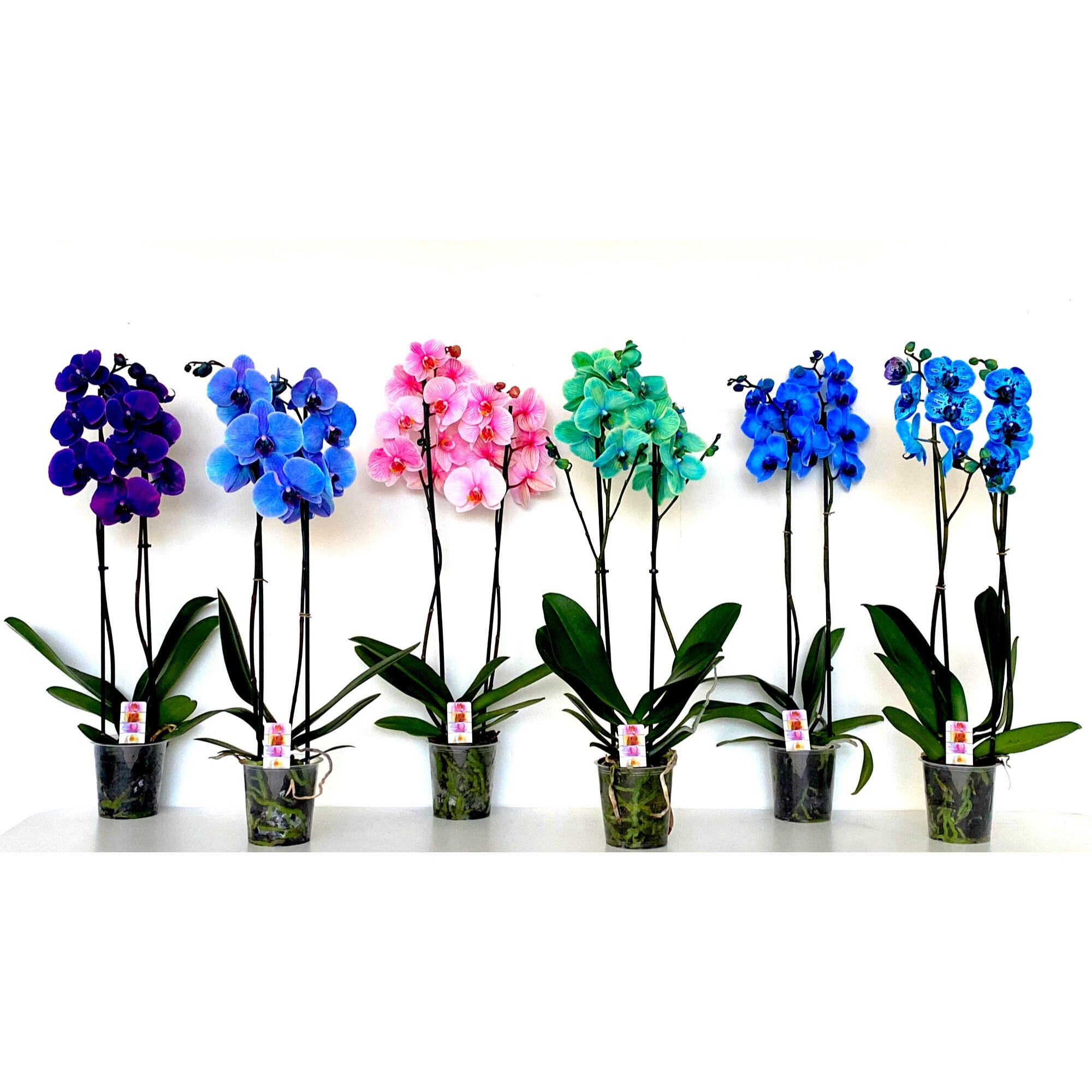 Orhidee Phalaenopsis, 2 tije, H 60 - 65 cm, Ø ghiveci 12 cm, diverse culori