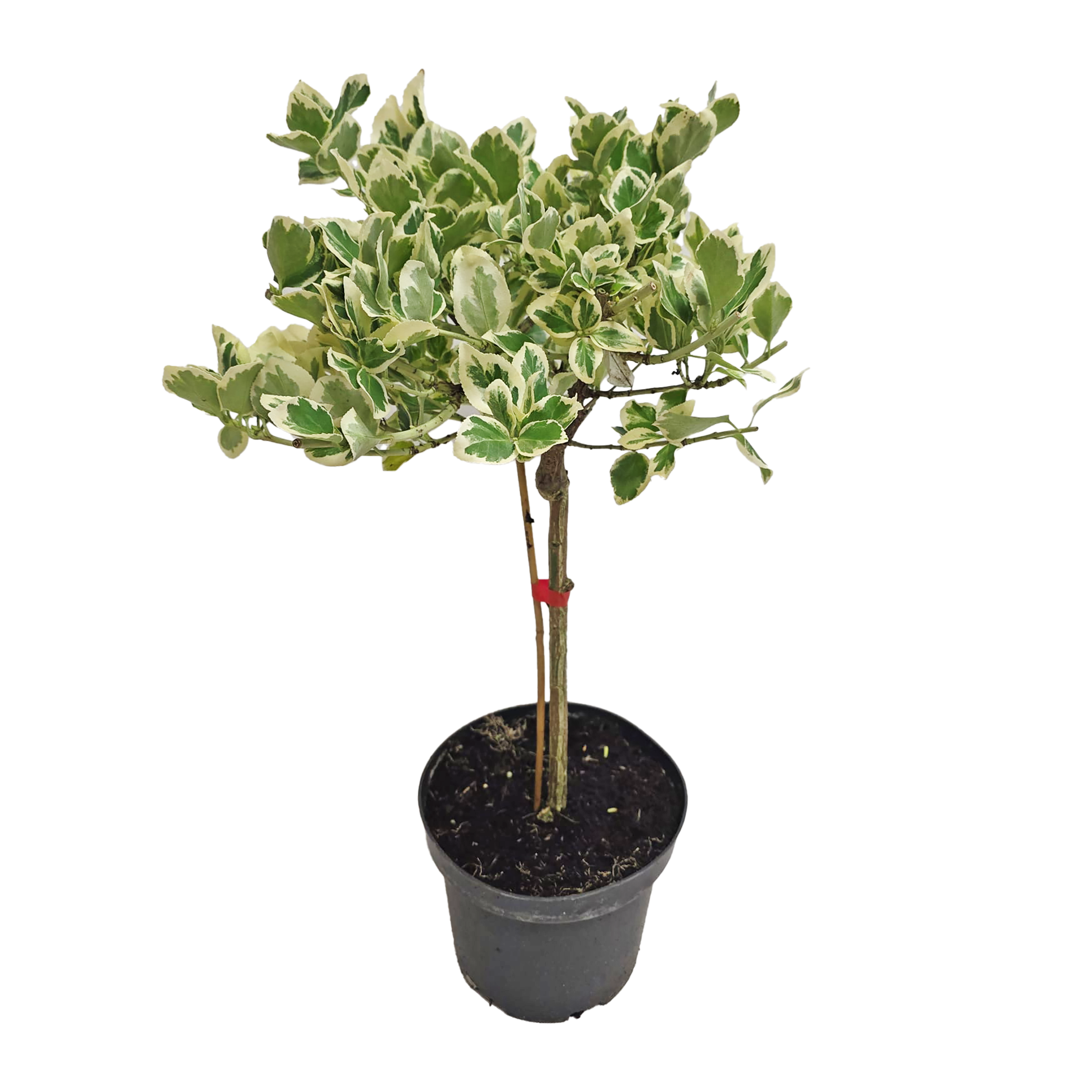 Trzmielina 50 cm