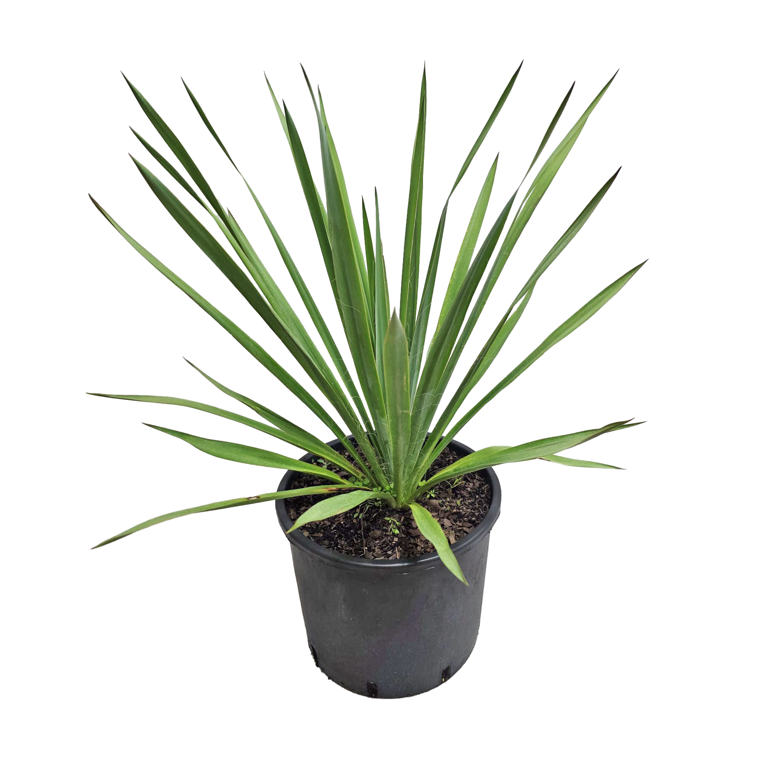 Juka w donicy 40 cm
