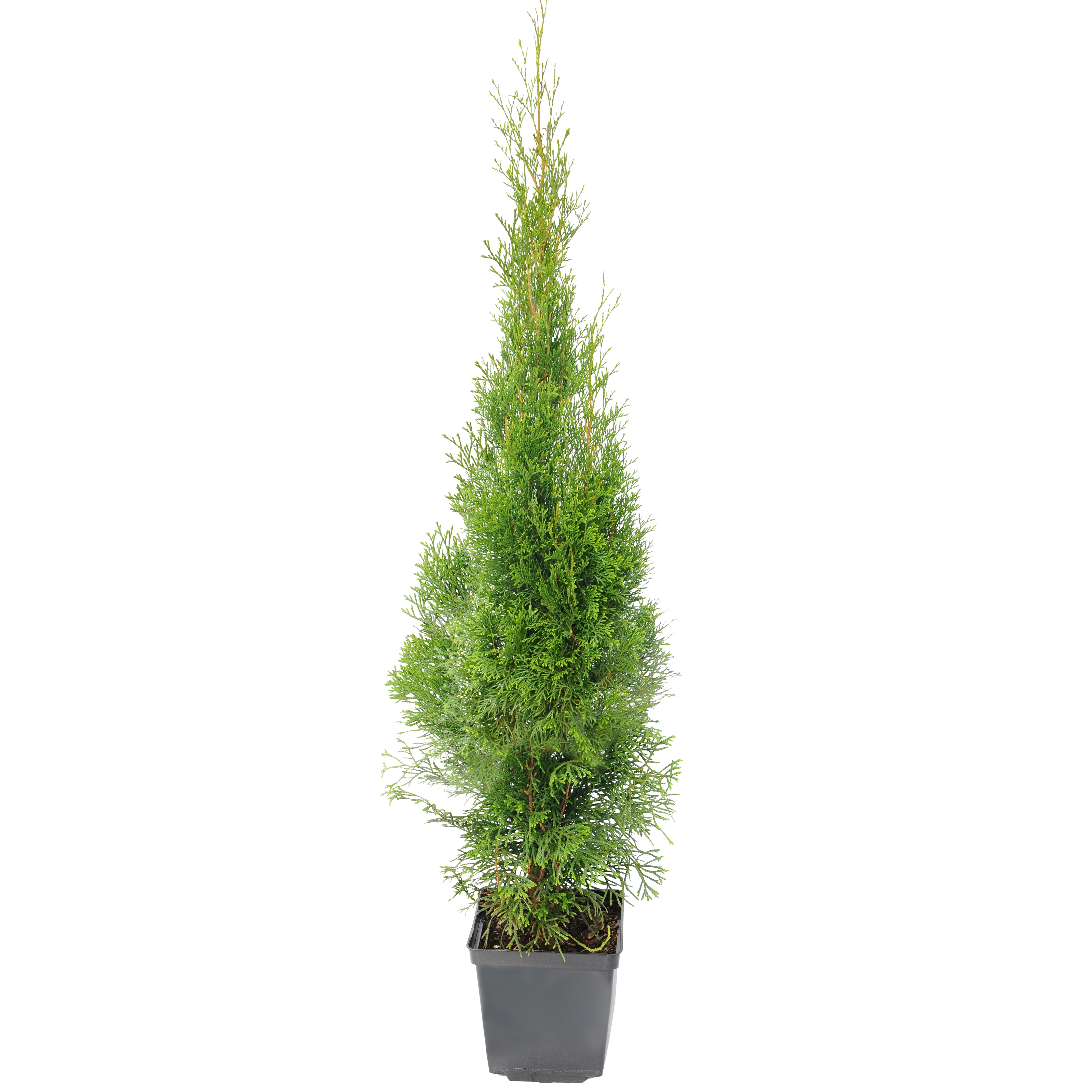 Tuja Żywotnik Zachodni Szmaragd 100-120 cm