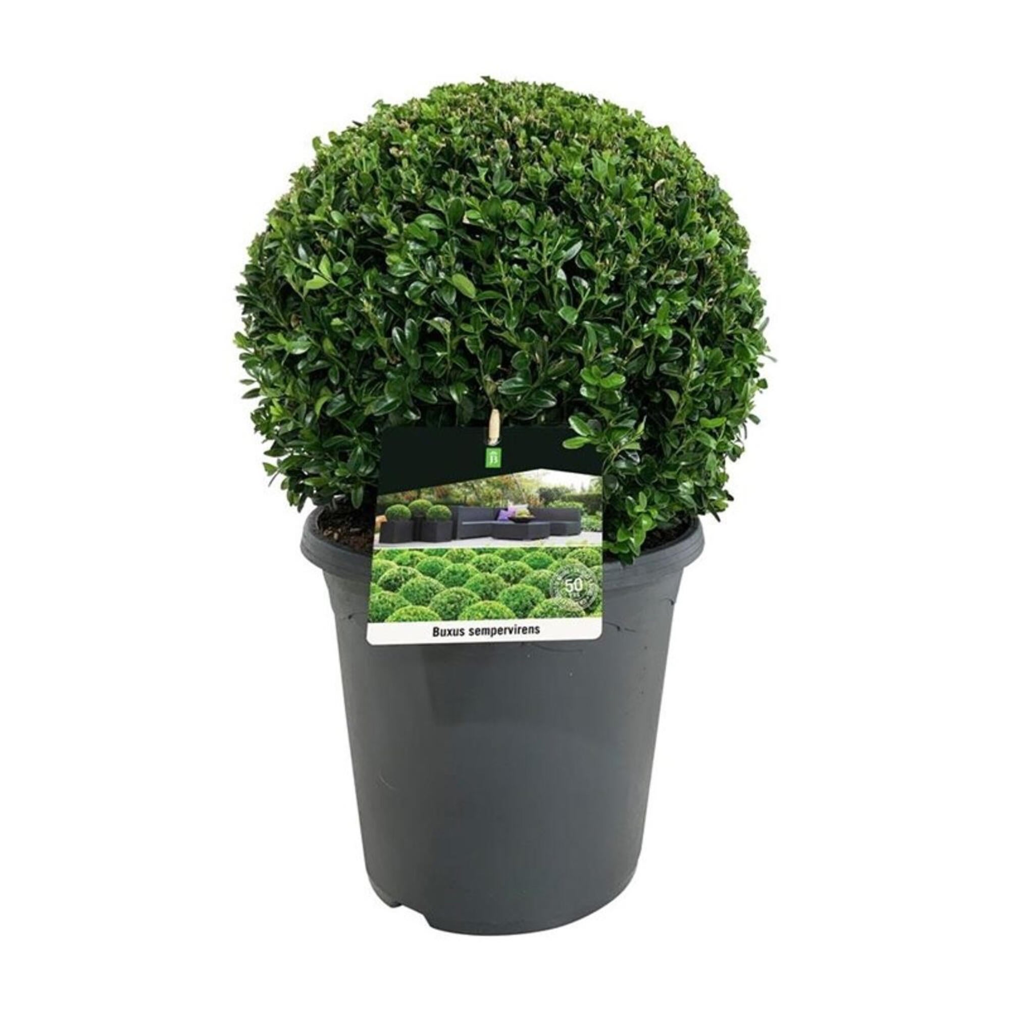 Conifer decorativ, Buxus, H <50 cm, Ø 26 cm, crescut in ghiveci