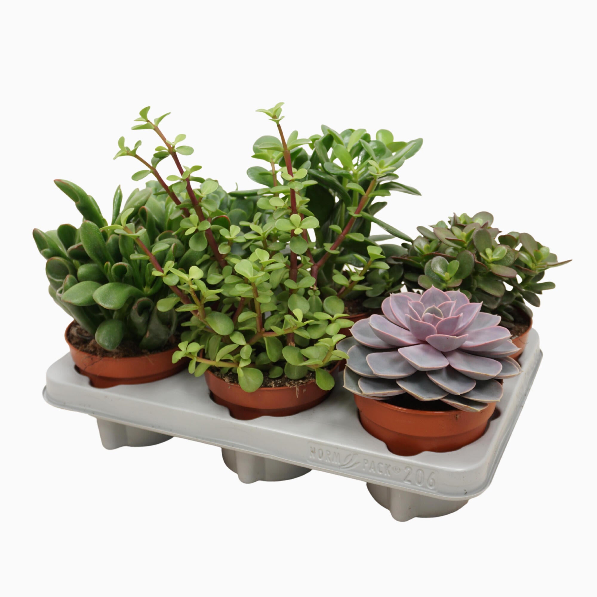 Succulenten mix 12 cm.