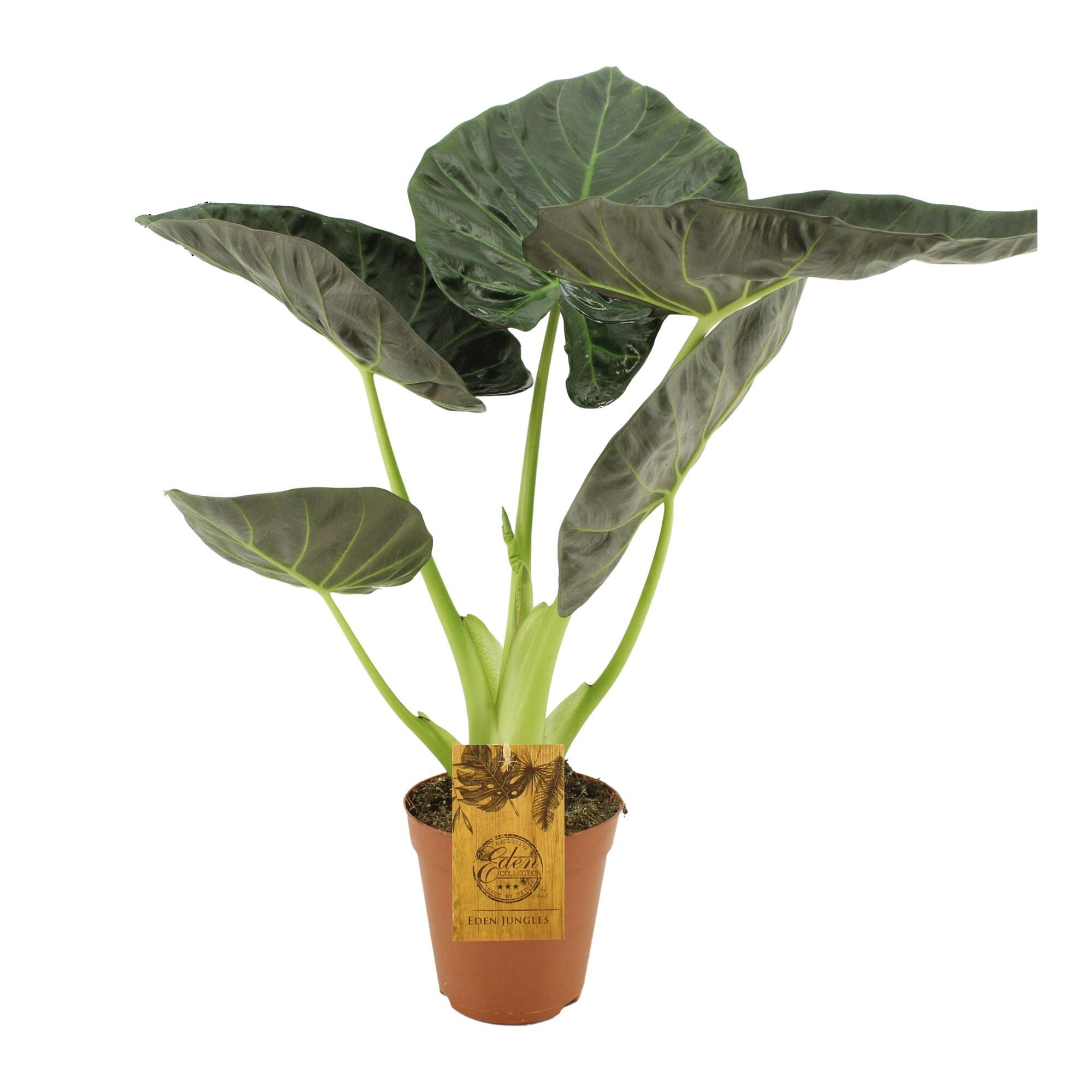 Planta verde, Alocasia Regal Shields, H 46 - 60 cm, Ø ghiveci 15 cm