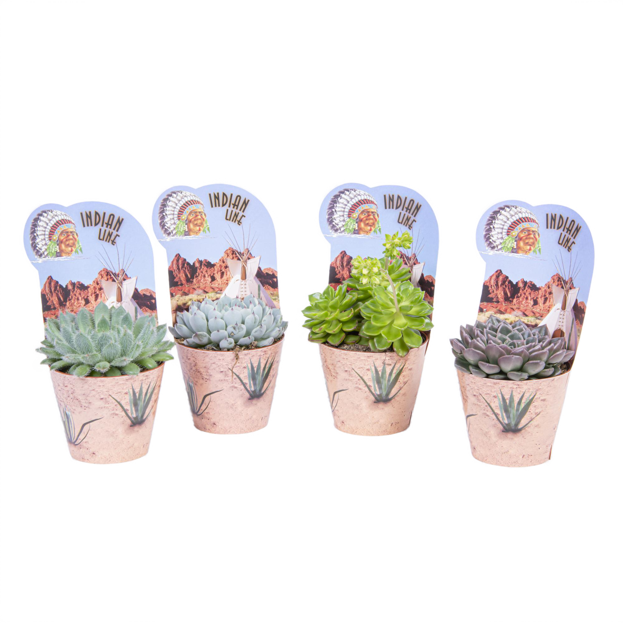 Planta suculenta Echeveria Special, H < 15 cm, Ø ghiveci 8.5 cm, diverse specii