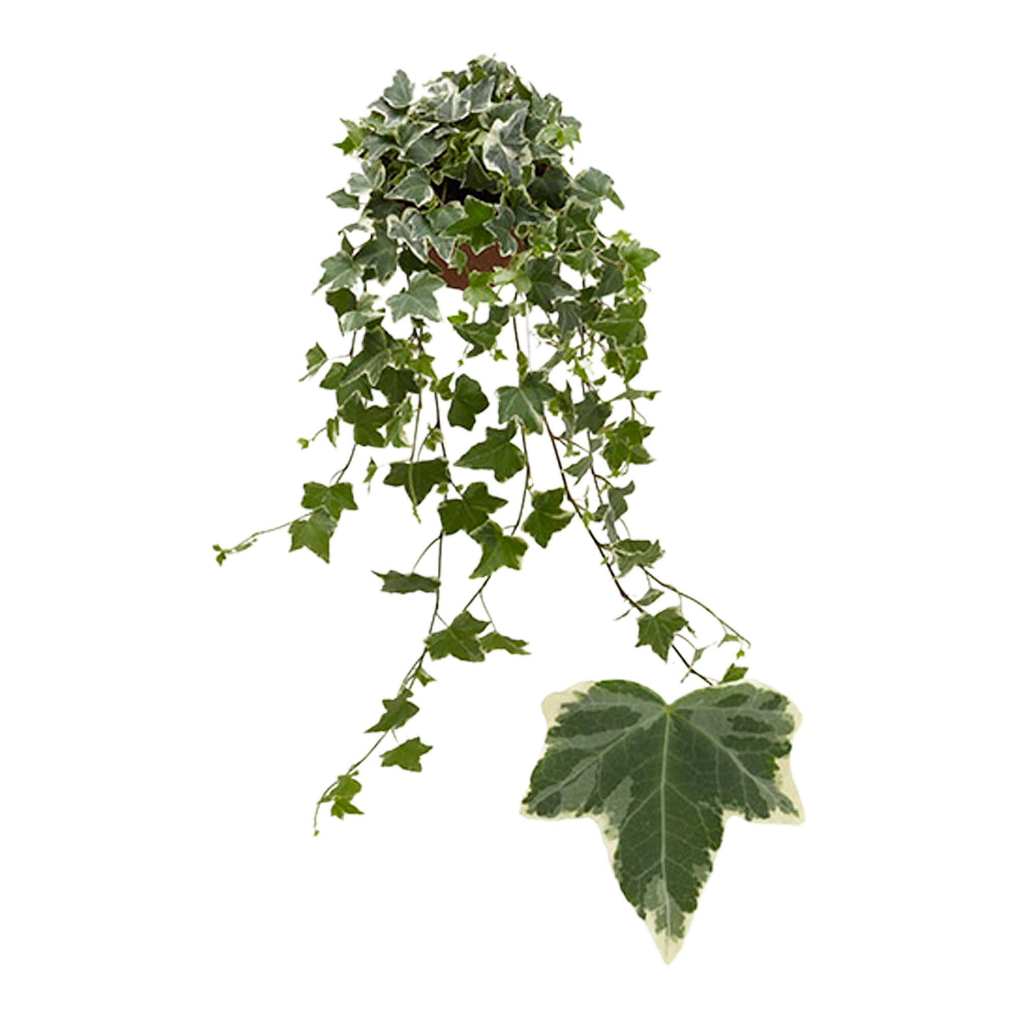 Hedera Eva Curgatoare D13