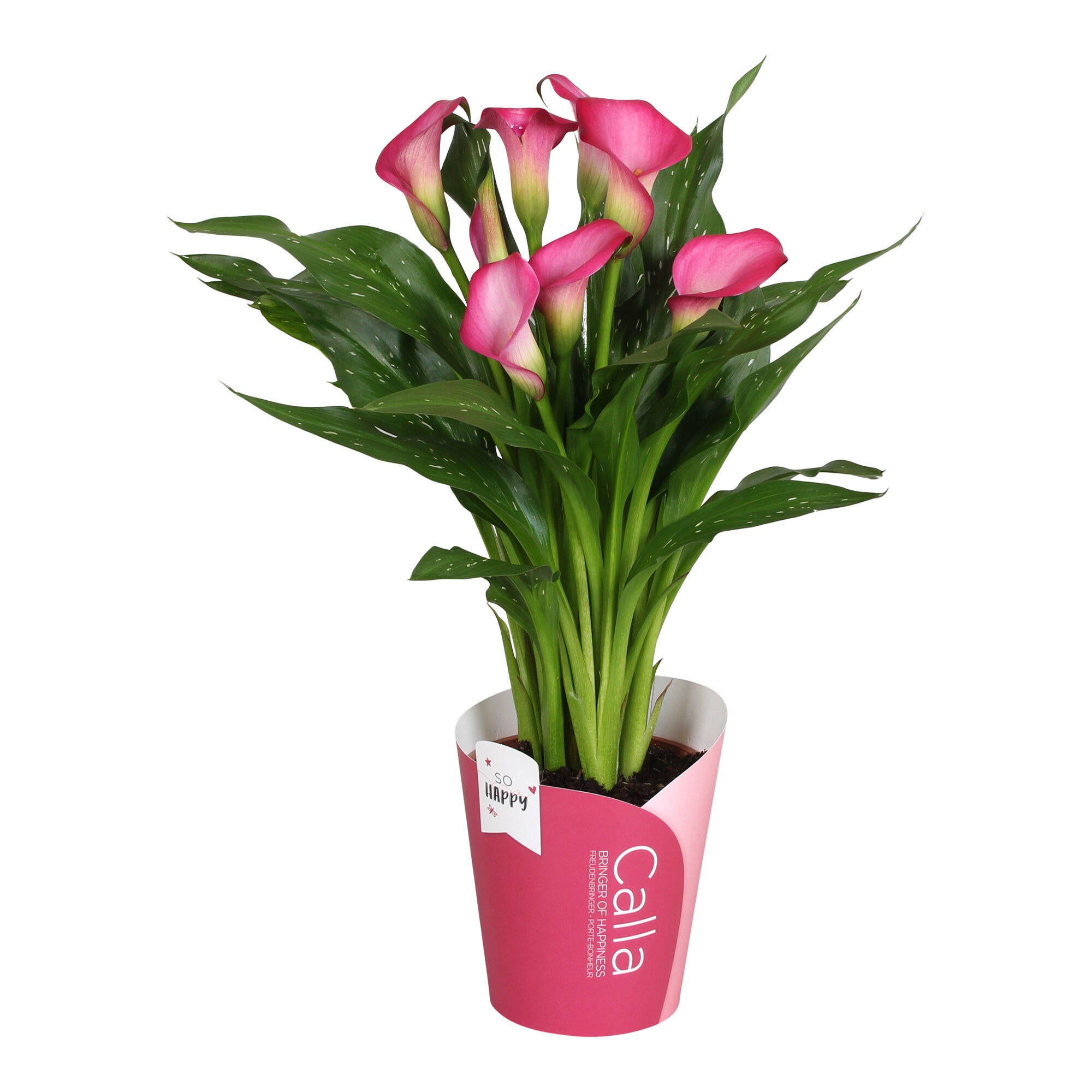 Planta cu fori, Zantedeschia Cala, inaltime 31 - 45 cm, Ø ghiveci 13 cm, roz
