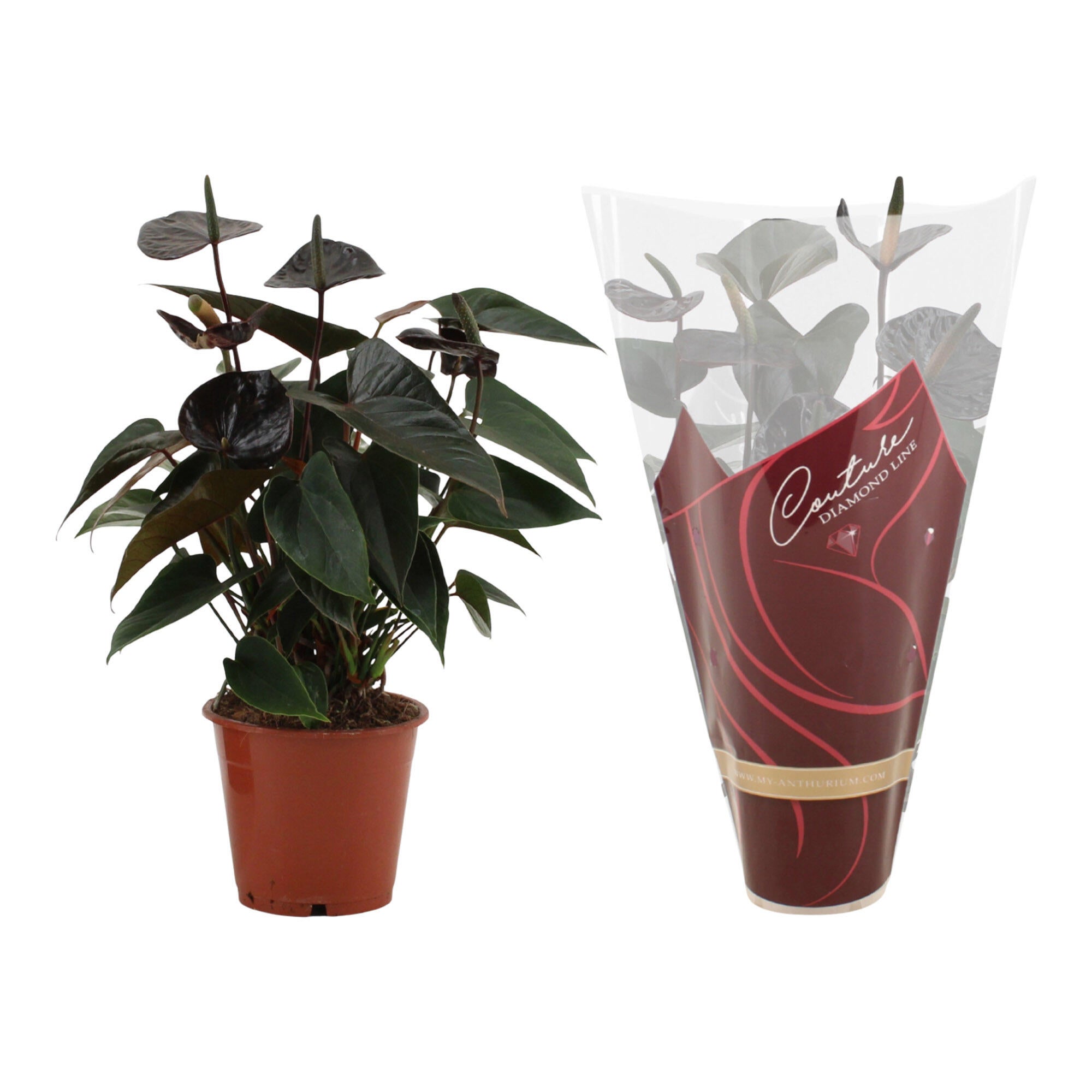 Planta cu flori, Anthurium, H 31 - 45 cm, Ø ghiveci 12 cm