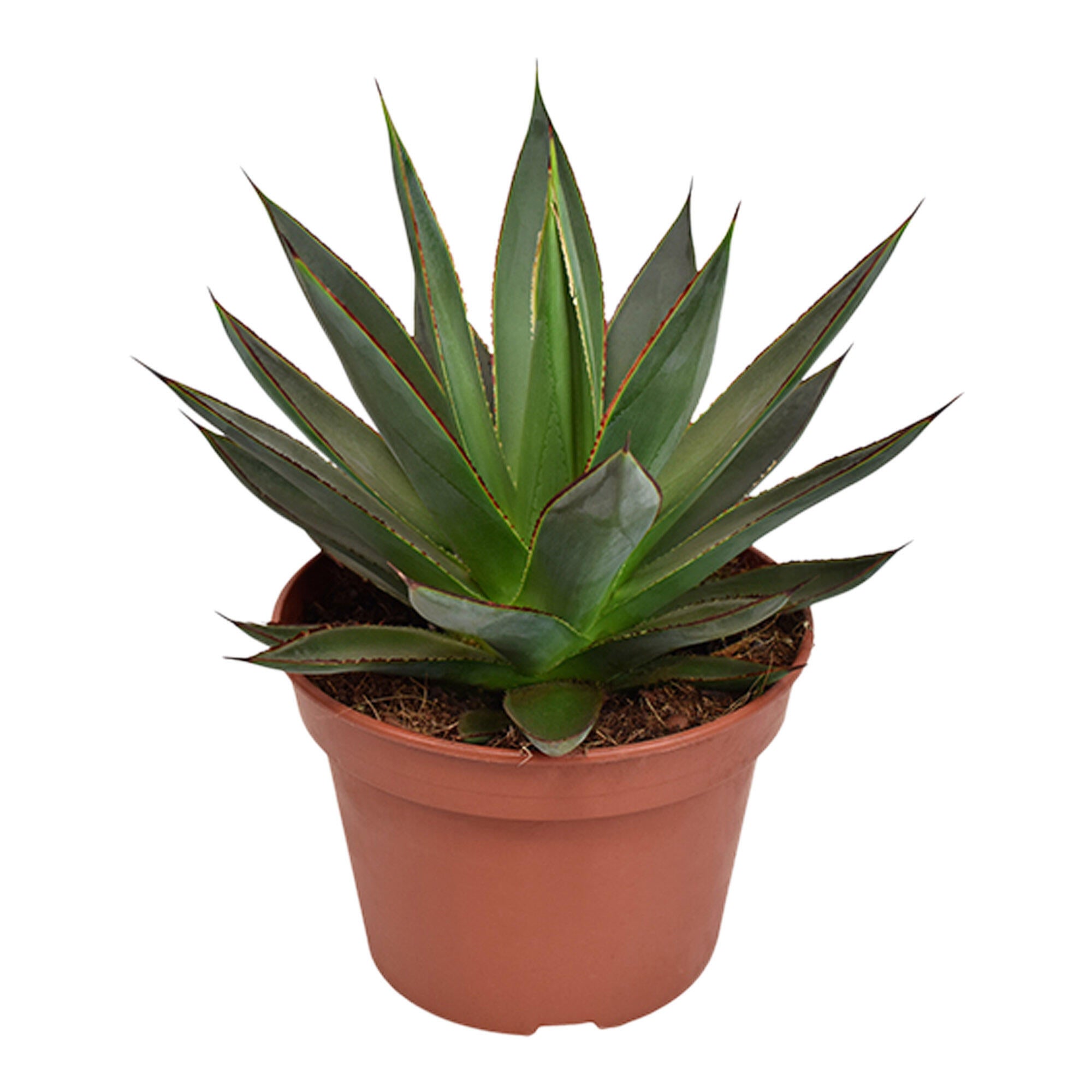 Planta verde, Agave Shaka Zulu, inaltime 16 - 30 cm, Ø ghiveci 15