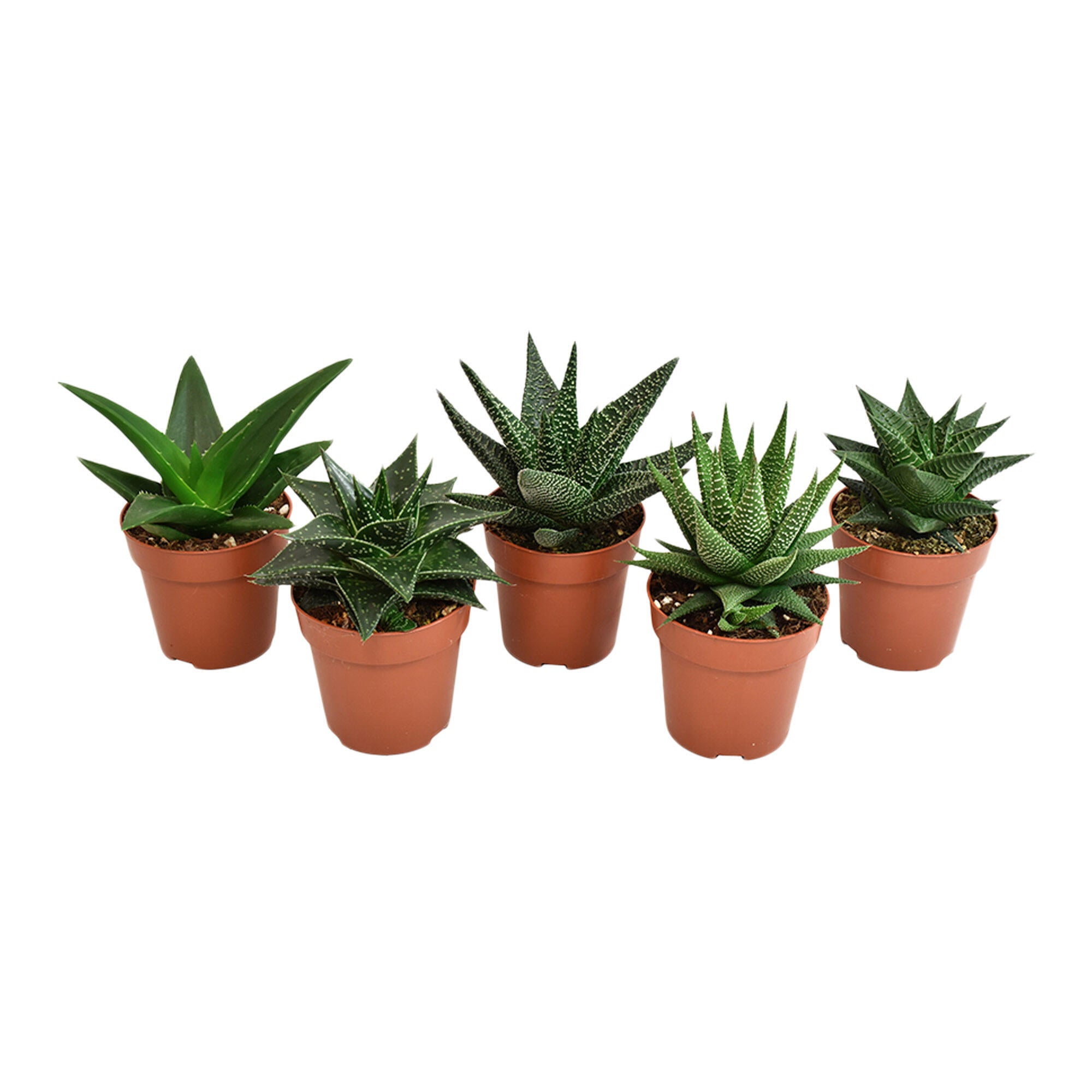 Planta verde, Haworthia Universe / Royal, H < 15 cm, Ø ghiveci 8.5 cm, diverse modele