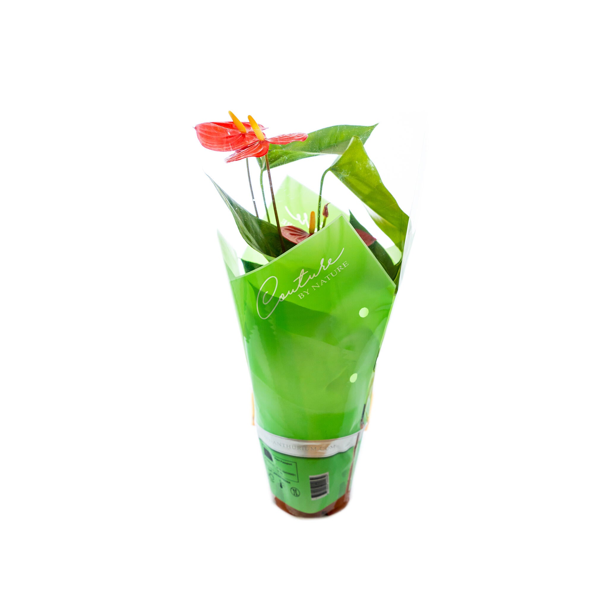 Planta cu flori, Anthurium, H 31 - 45 cm, Ø ghiveci 12 cm, rosu