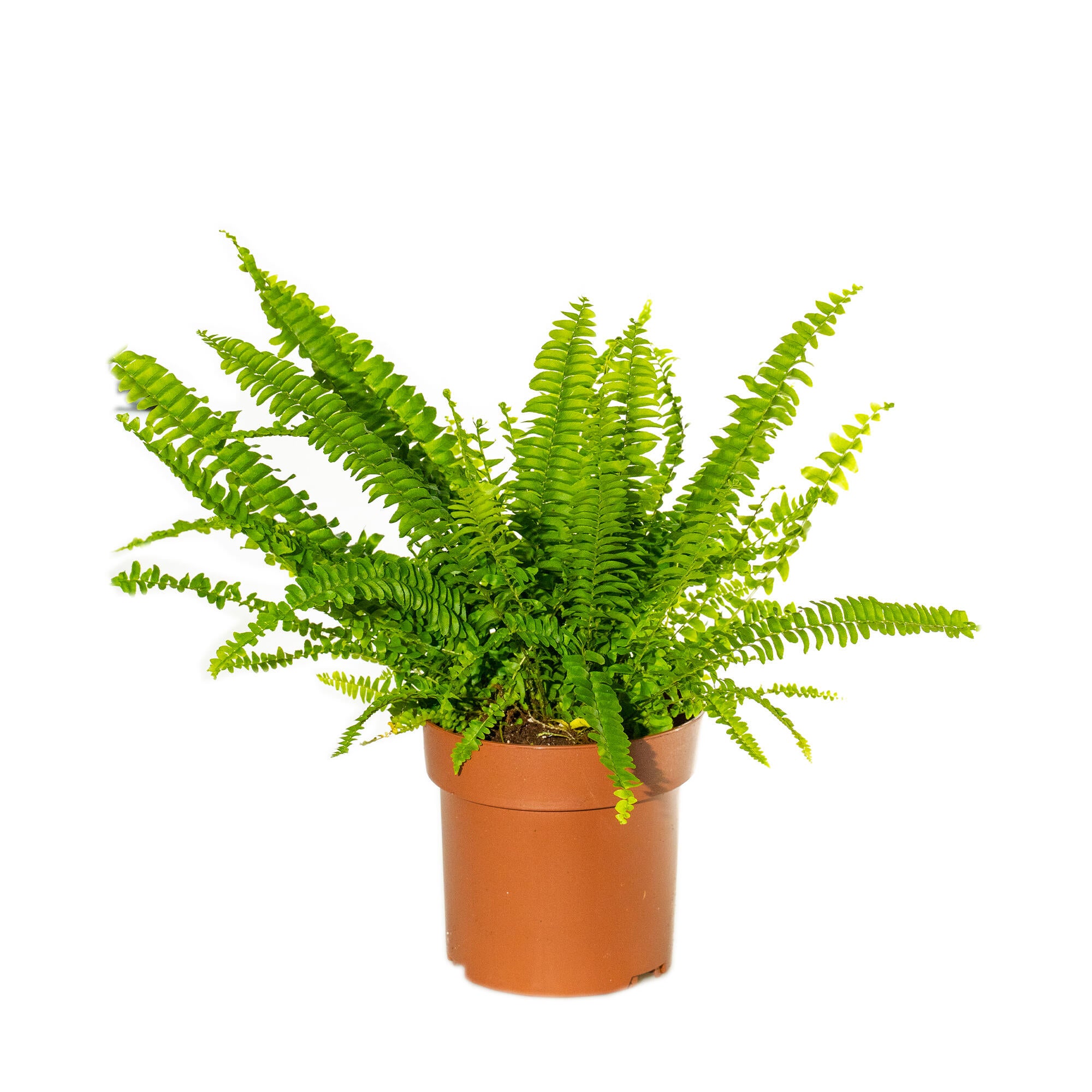 Planta verde exterior Feriga, Ø ghiveci 12 cm