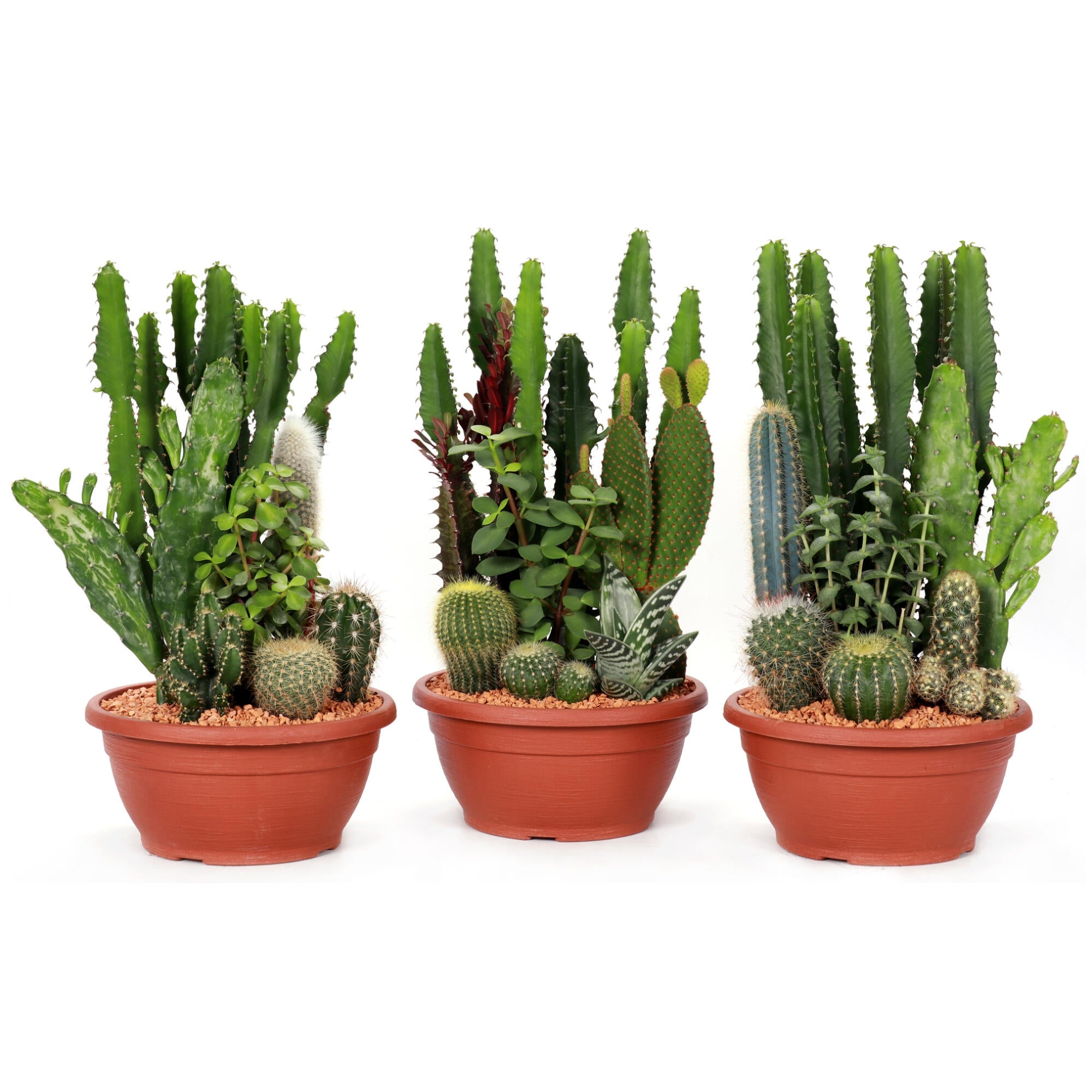 Cactus Compo | Leroy Merlin