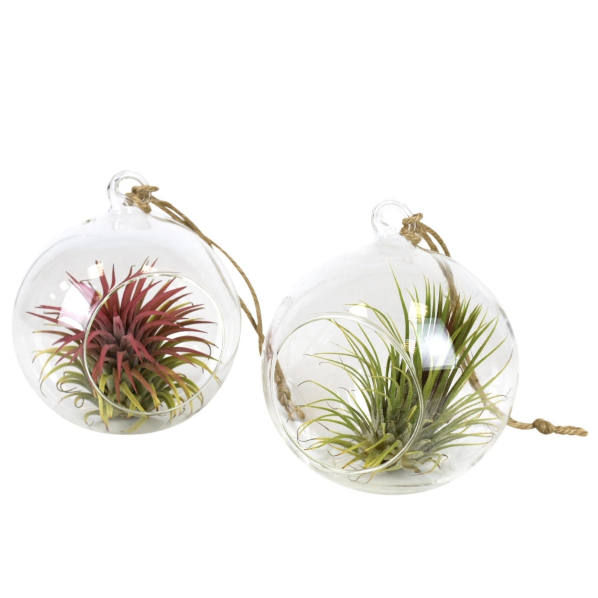 Tillandsia mix Medium Glass Hanging Ball