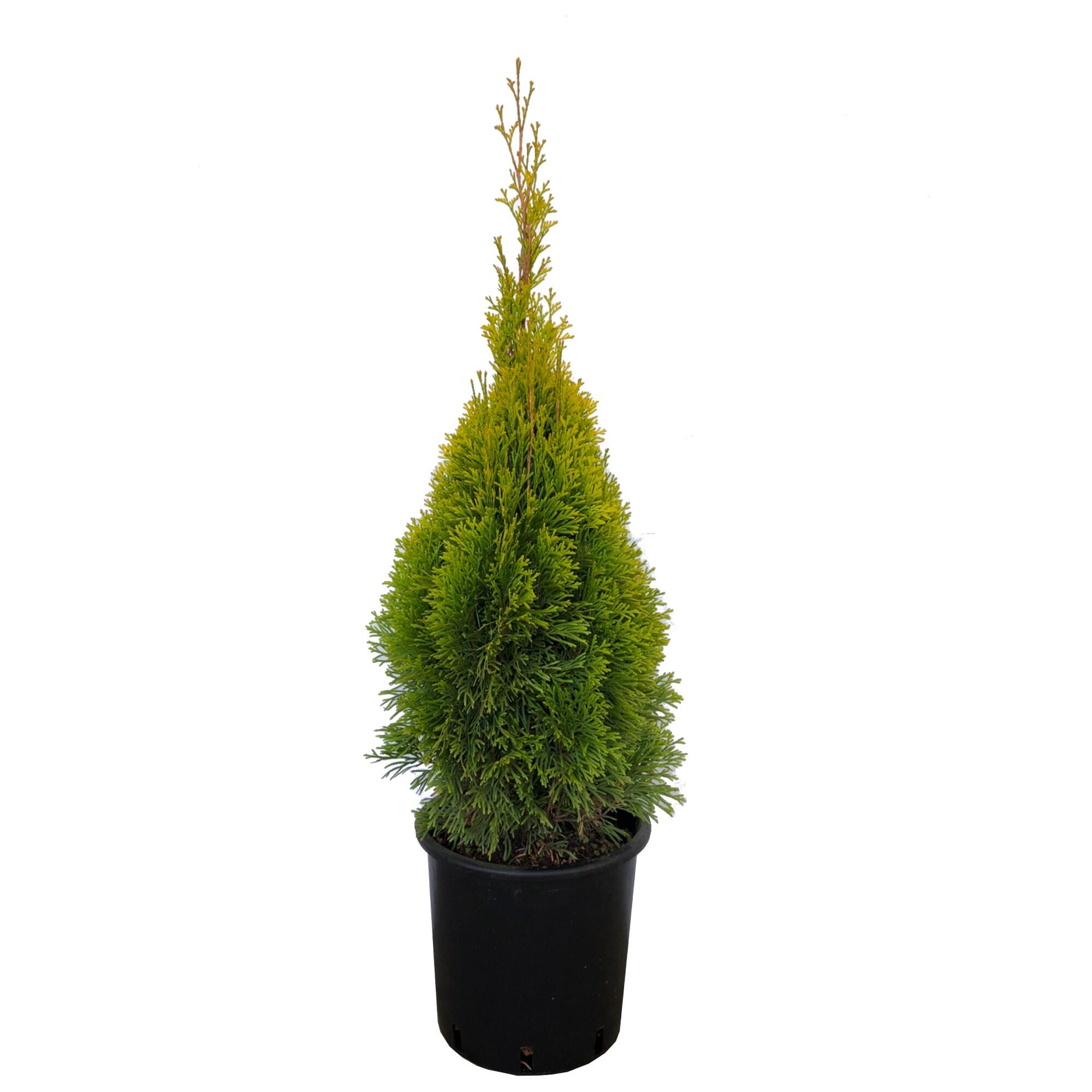 Conifer decorativ Smaragd Gold, crescut in ghiveci, H 51 - 80 cm
