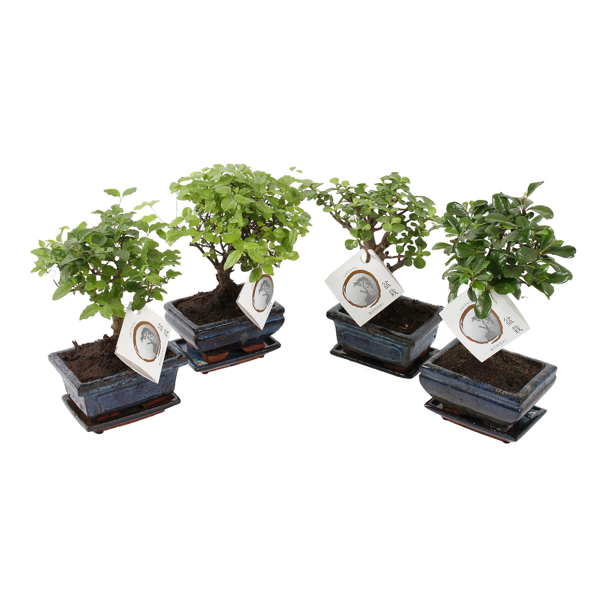 Bonsai In Ceramica Deco P12