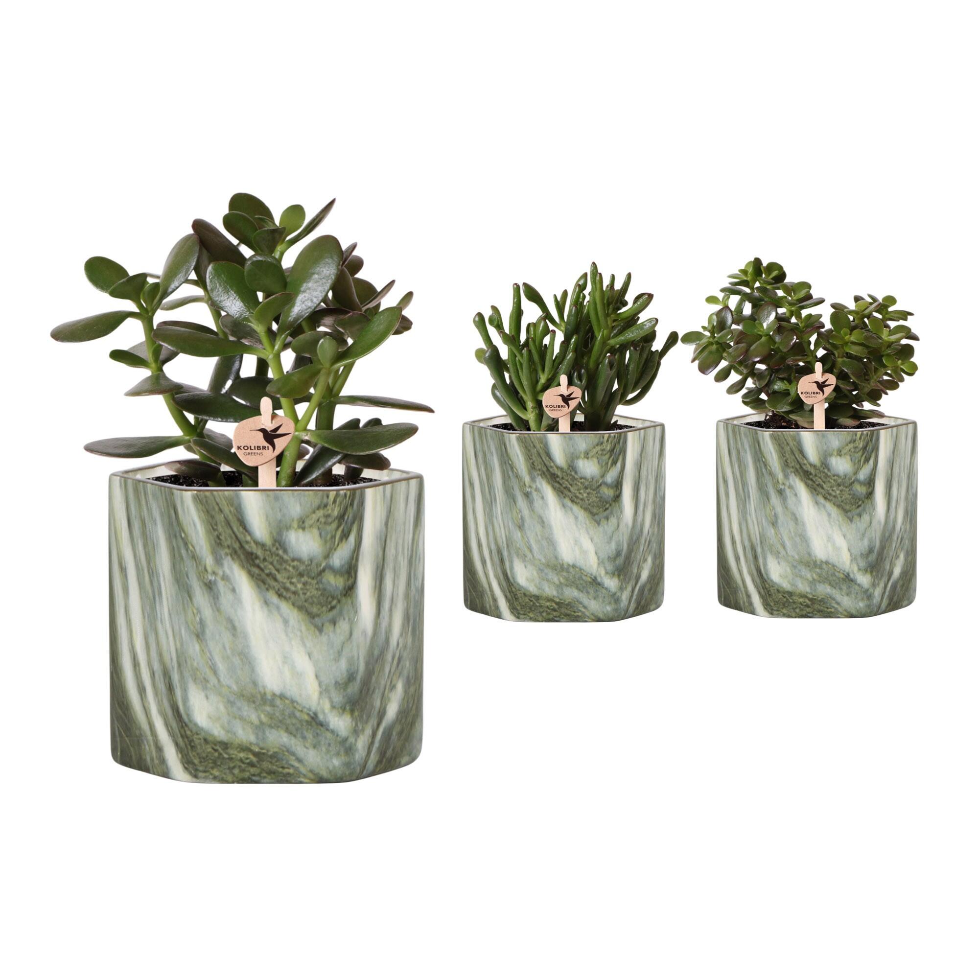 Planta verde, Crassula, inaltime 16 - 30 cm, Ø ghiveci 9 cm, diverse specii
