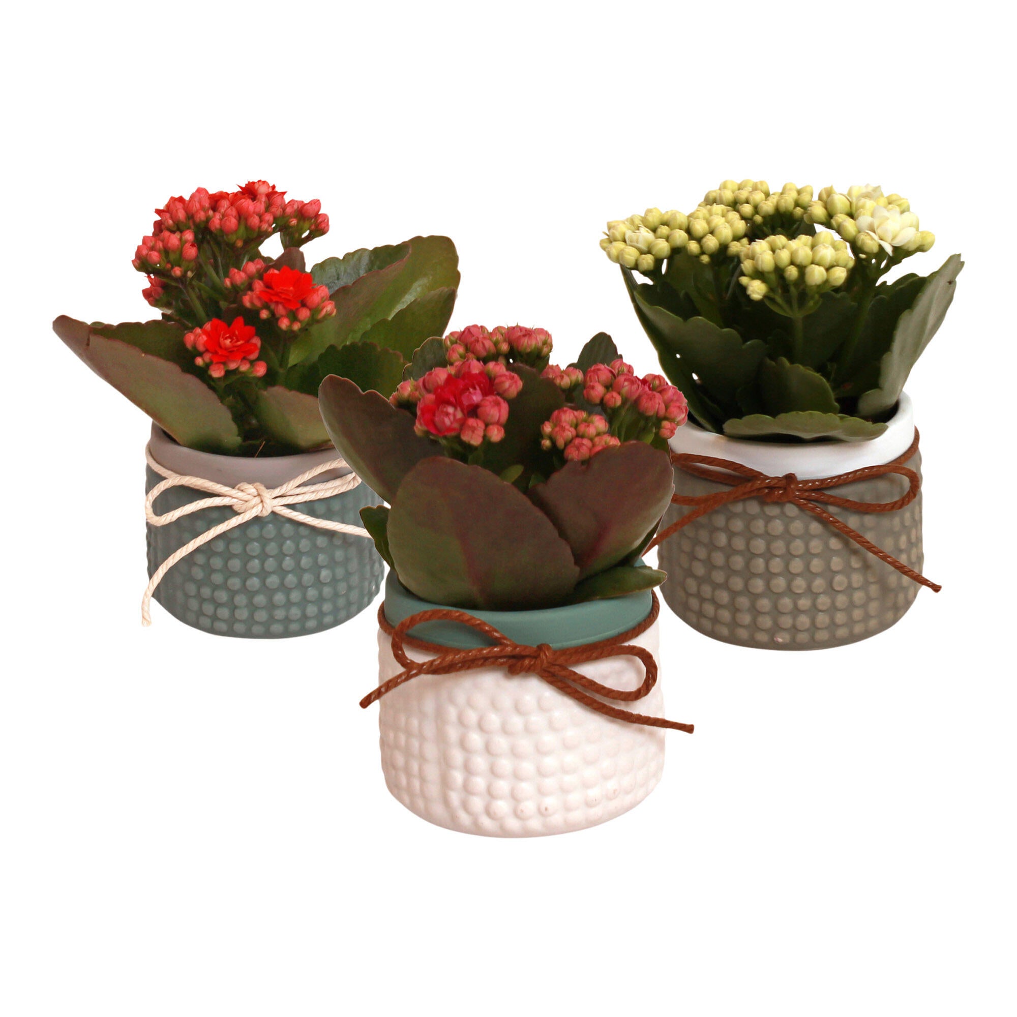 Planta cu flori, Kalanchoe Rosalina, H < 15 cm, Ø ghiveci 6 cm, diverse culori