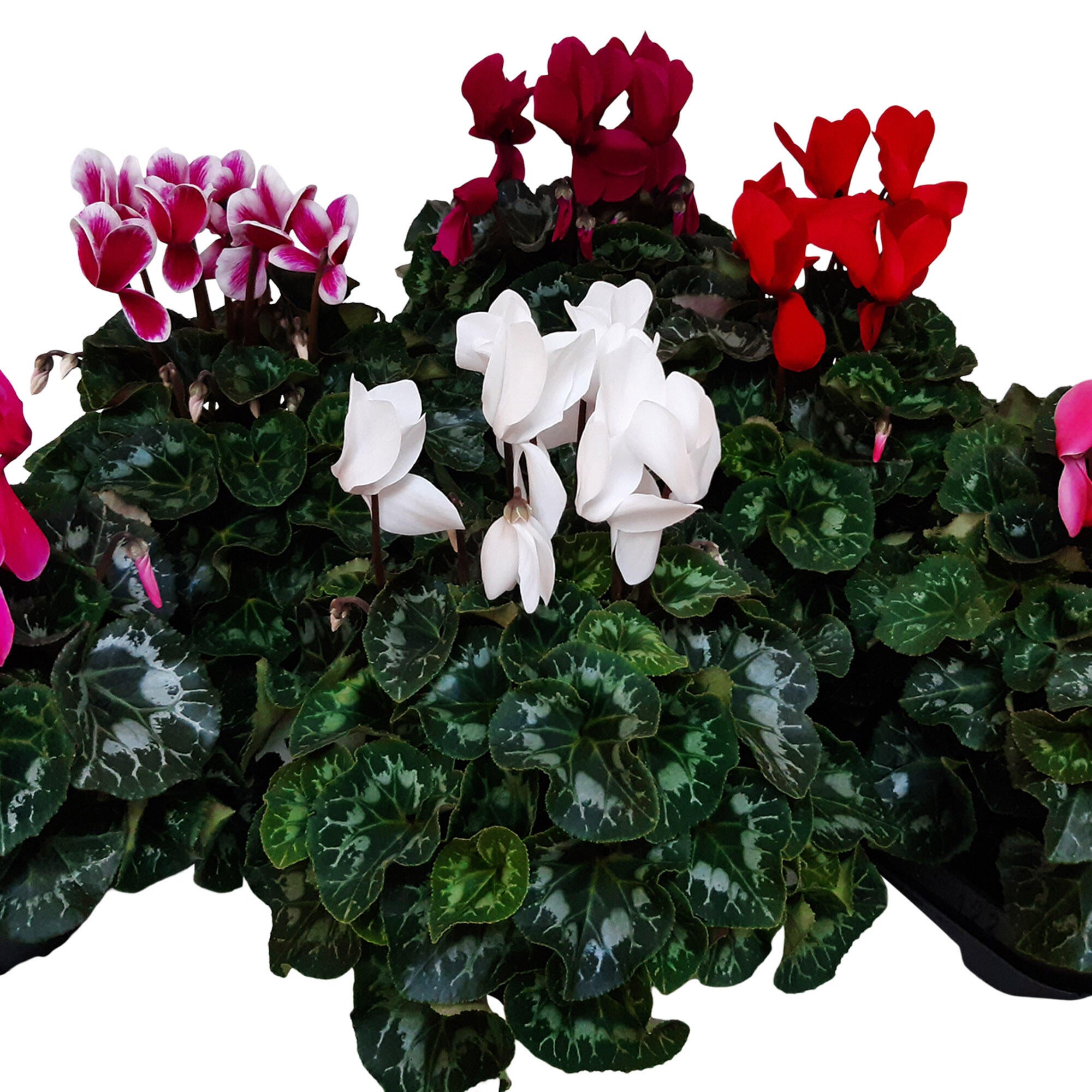 Planta cu flori, Cyclamen, H 16 - 30 cm, Ø ghiveci 13 cm, diverse culori