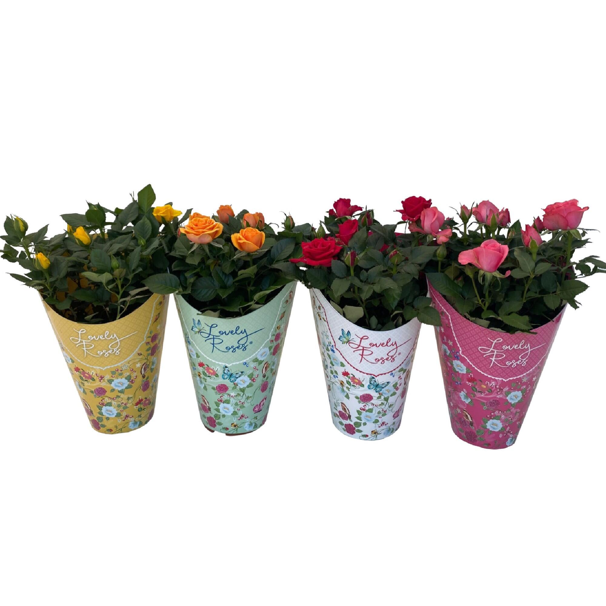 Planta de interior, trandafir, H 16 - 30 cm, Ø ghiveci 12 cm
